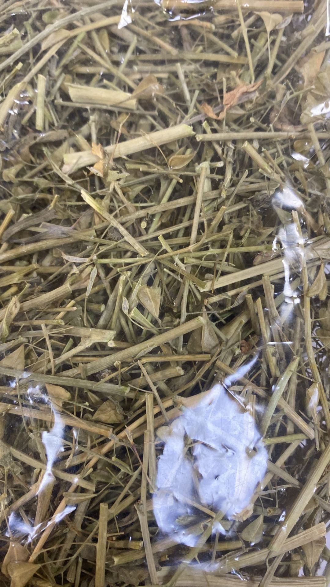 Çoban Çantası Otu 45 gr