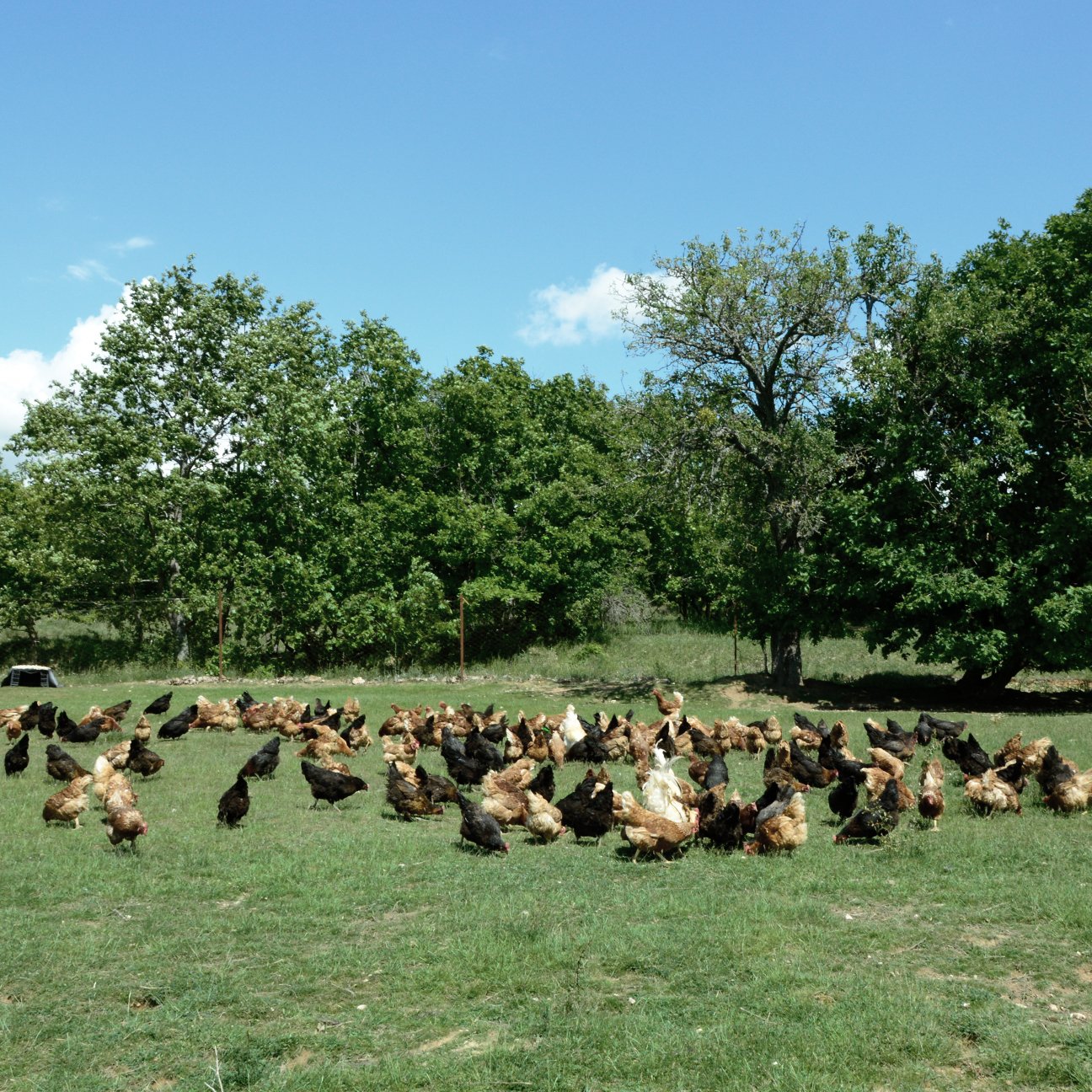 Özel Ambalajında Gezen Tavuk Yumurtası (10 adet)