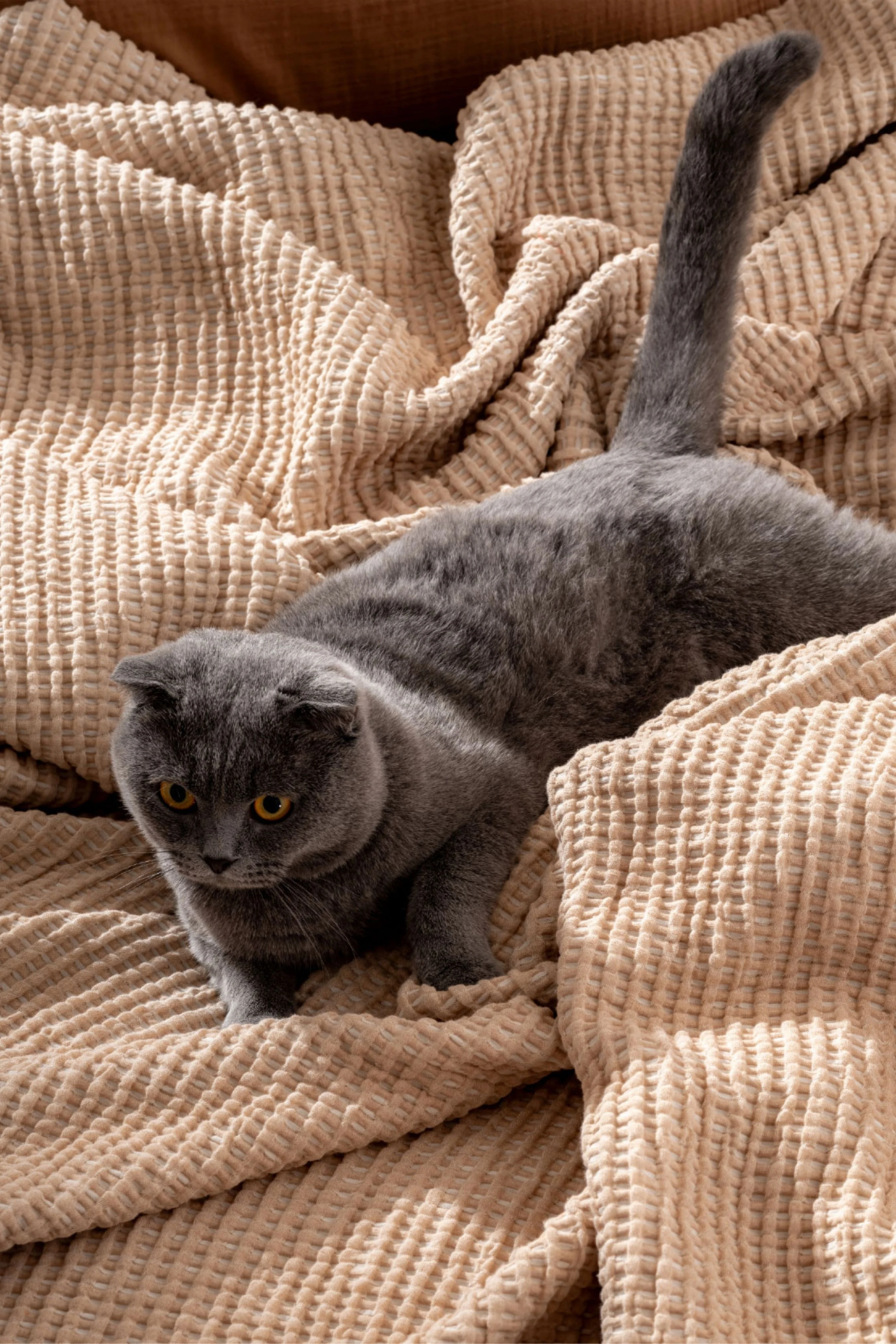 Area Serisi 240x260 cm Çift Kişilik %100 Pamuk Yorgan – 5 Renk Alternatifli, Ultra Yumuşak Dokulu