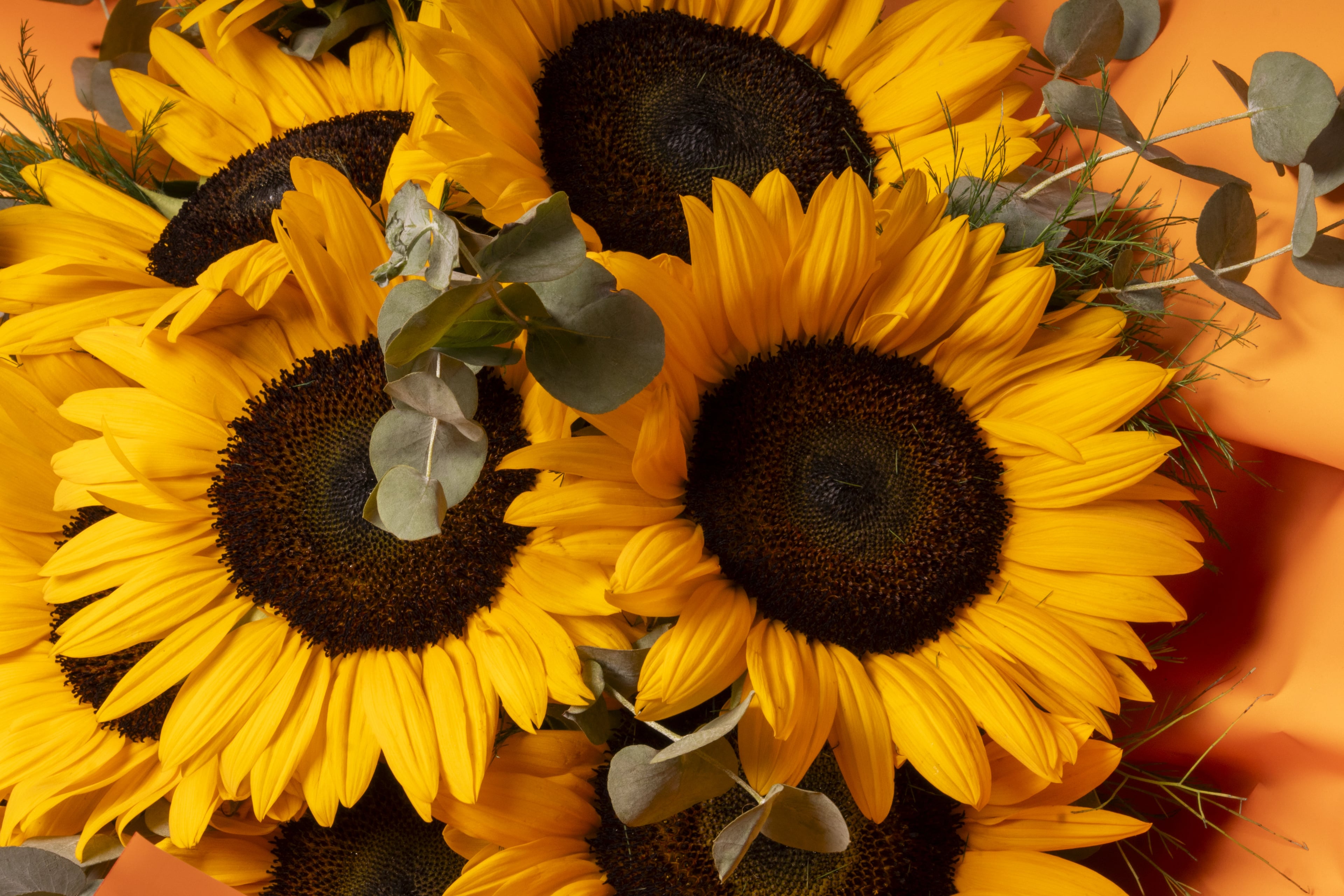 Solara - Ayçiçeği Buketi