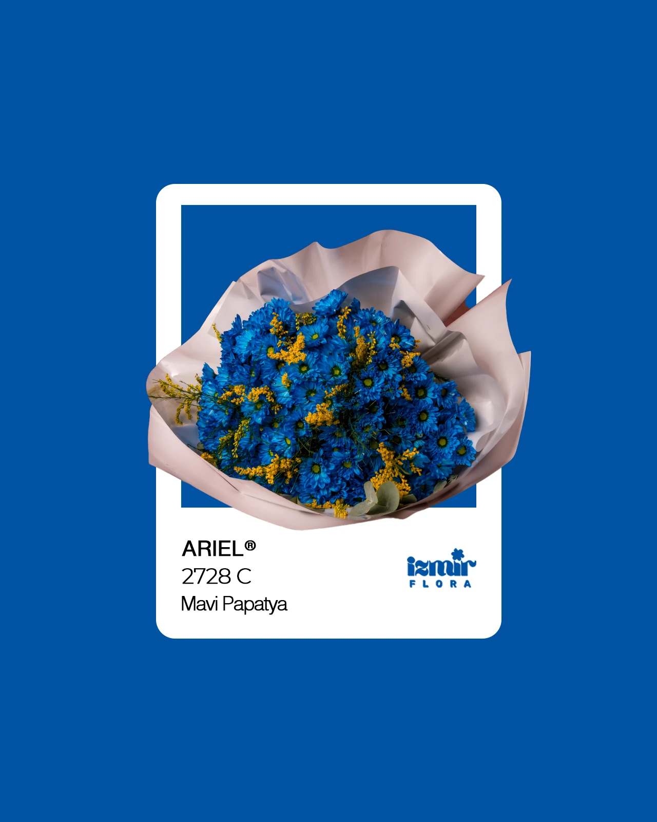 Ariel - Mavi Papatya Buketi 