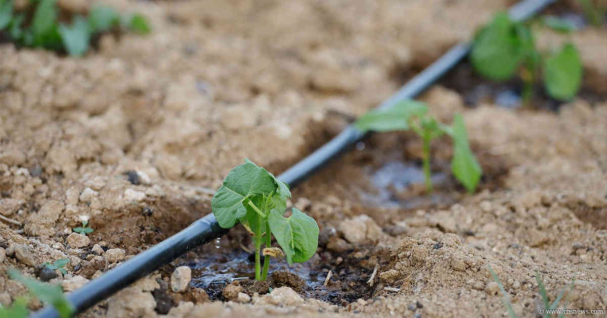 100 Metre Kendinden Delikli Damla Sulama Sistemi Hazır Set Damlama Borusu ve Parçaları