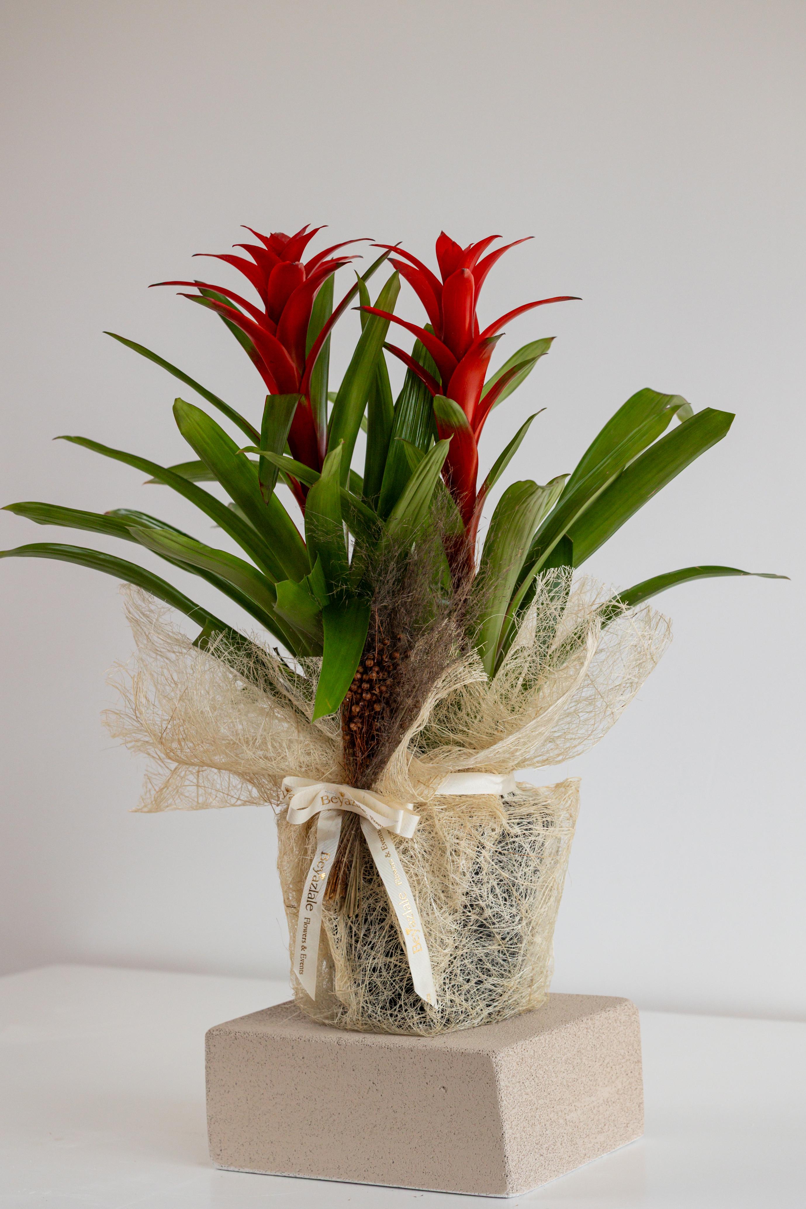 Guzmania Bitkisi 2'li