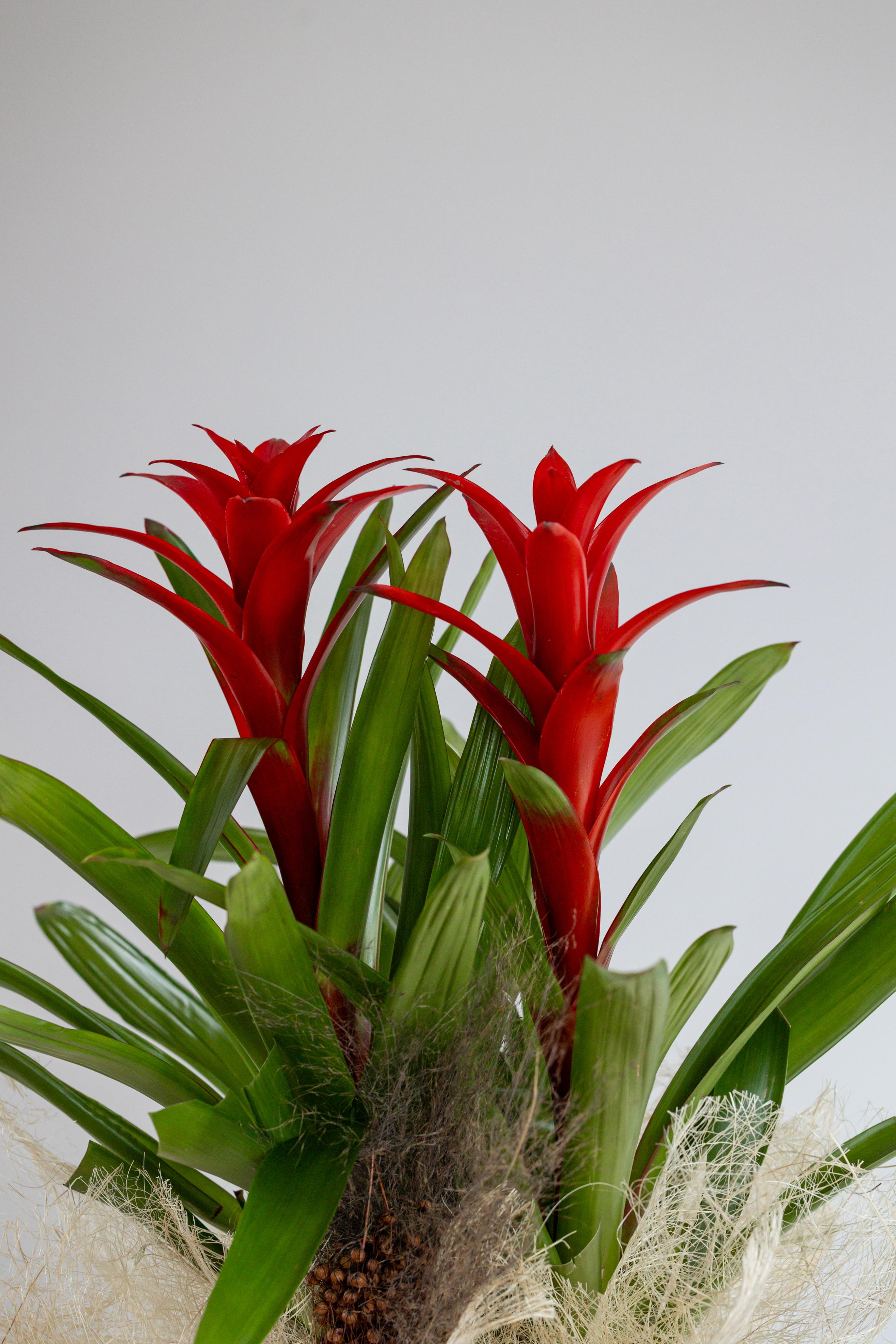 Guzmania Bitkisi 2'li
