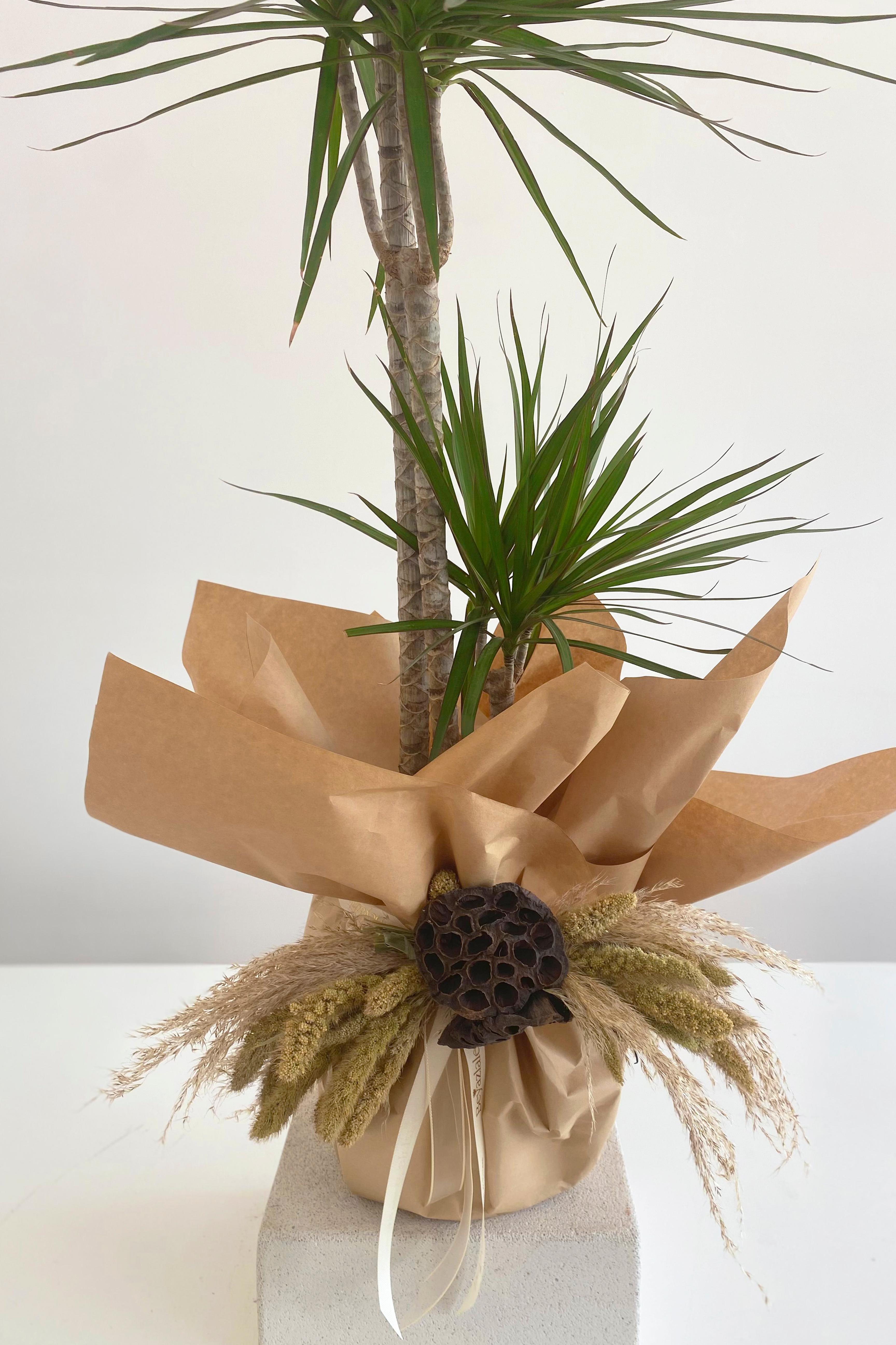 Marginata Bitkisi Ağacı 130 cm
