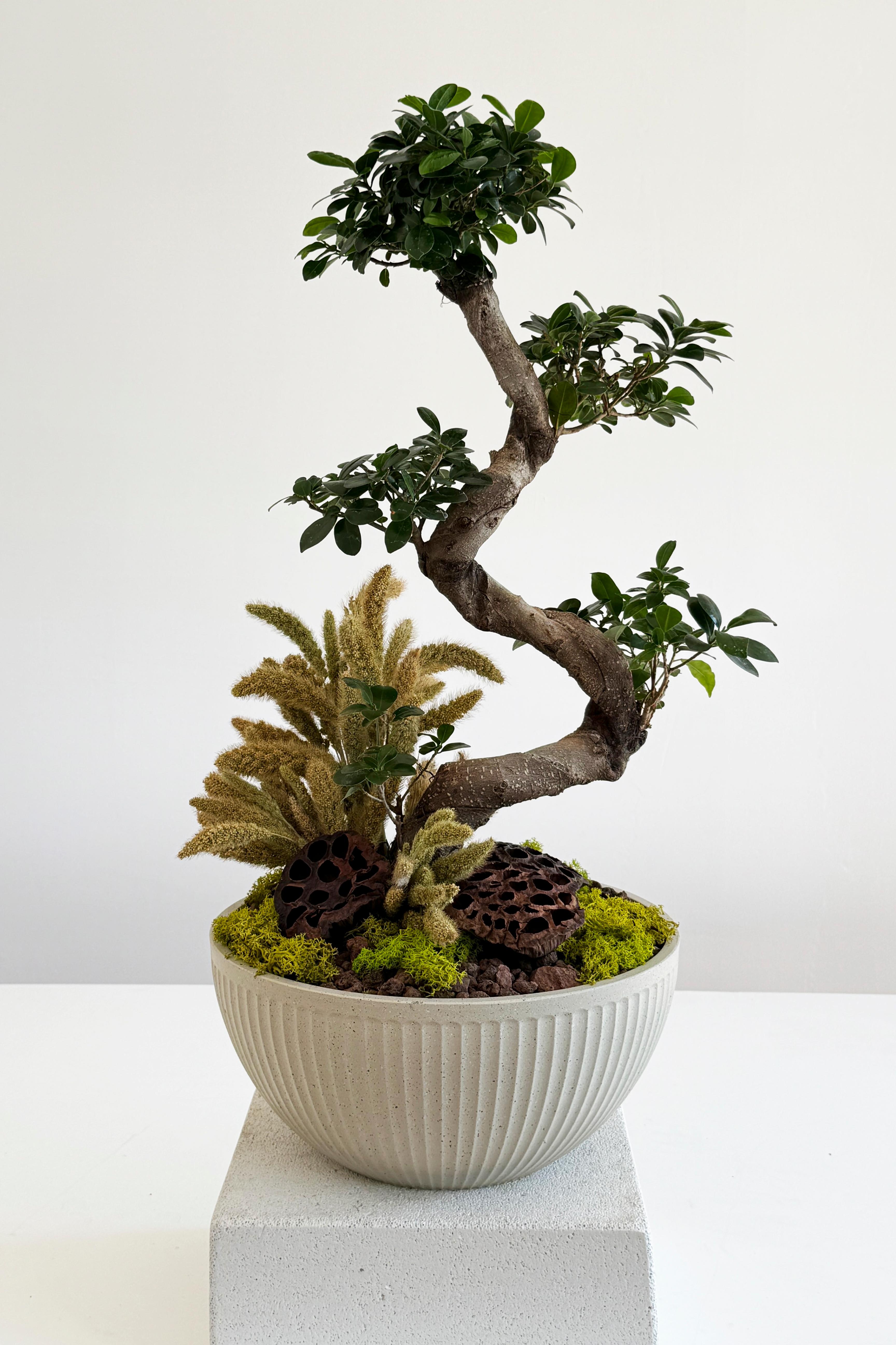 Bonzai Ağacı 80 cm