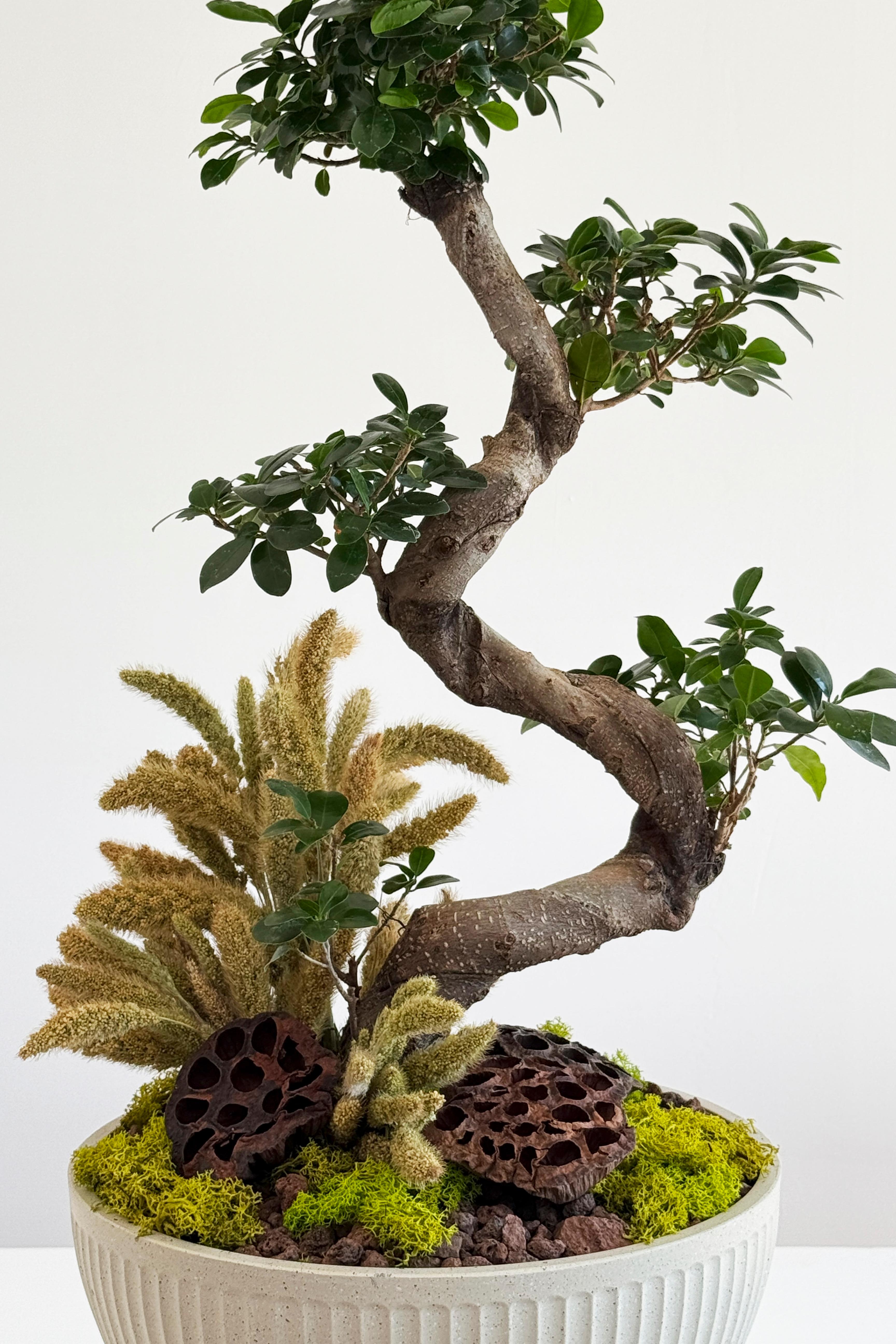 Bonzai Ağacı 80 cm