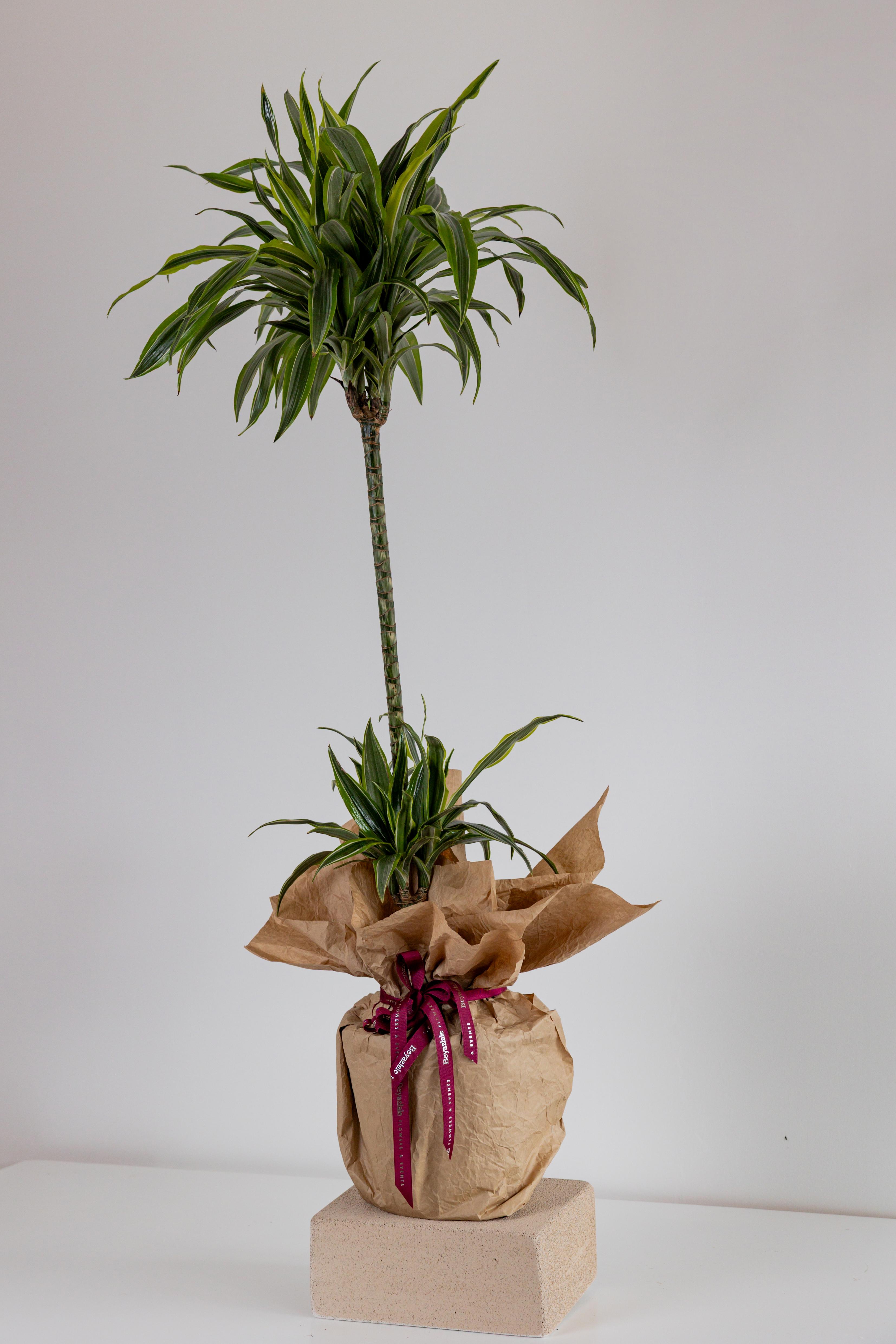 Dracaena Bitkisi