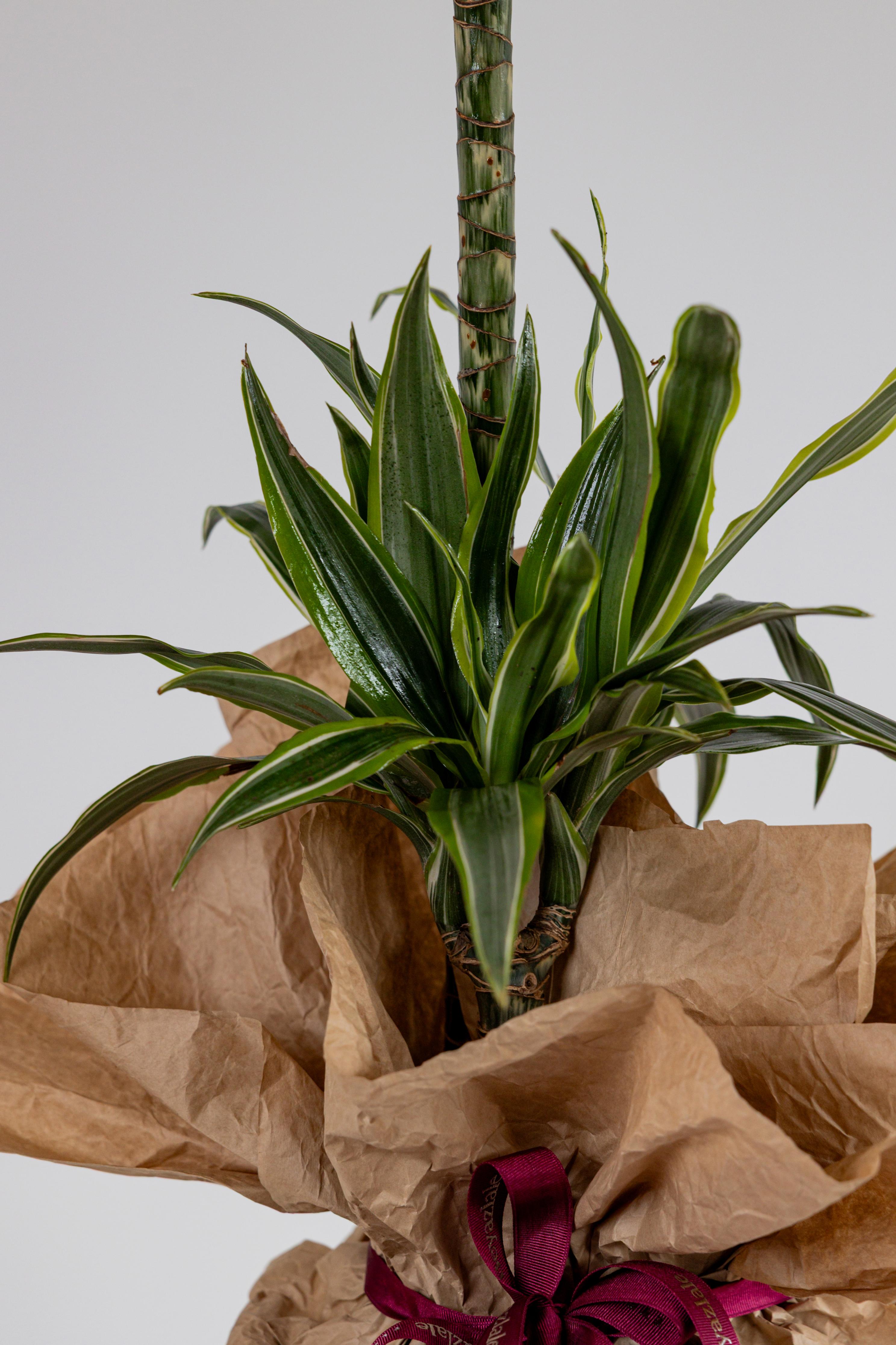 Dracaena Bitkisi