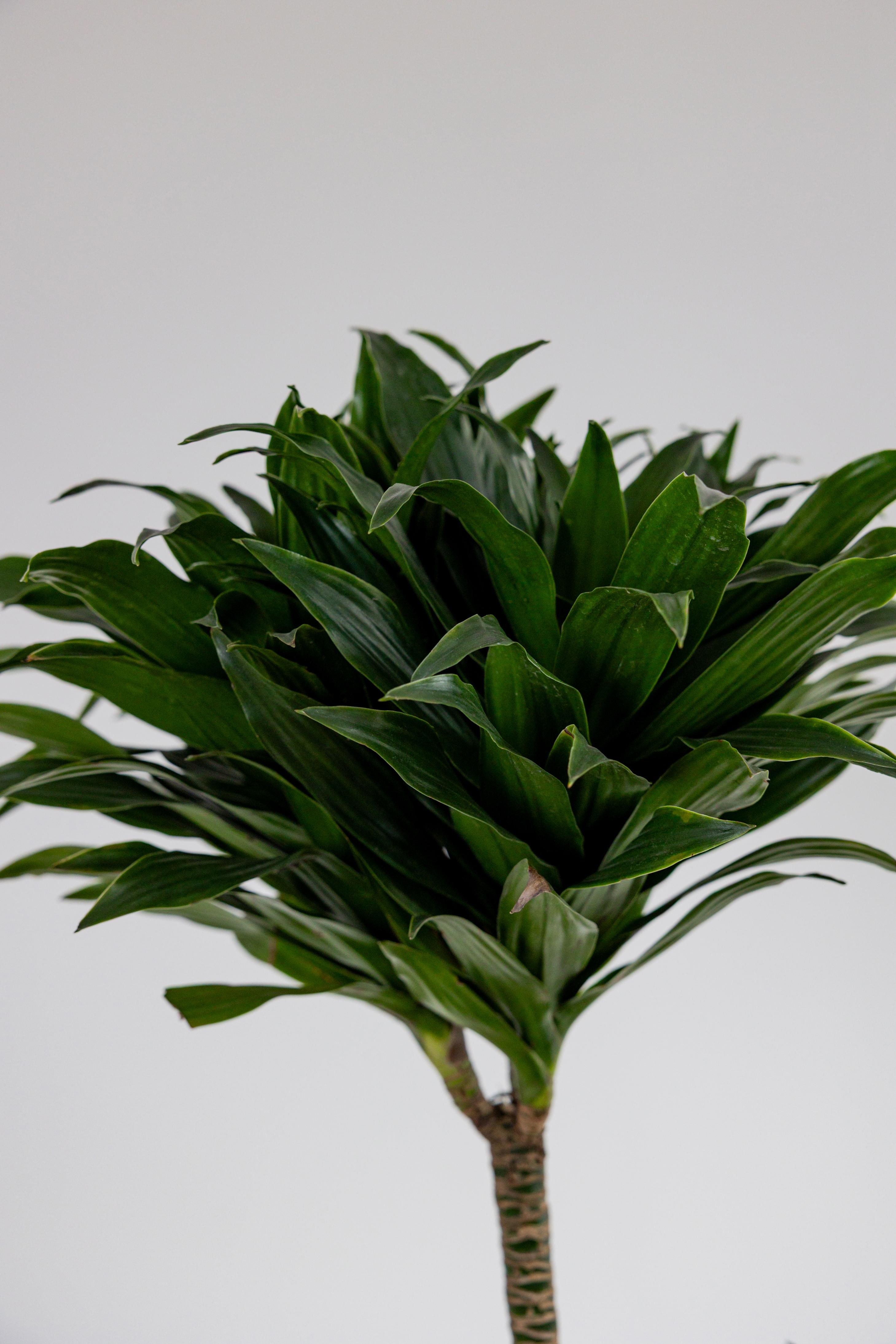 Dracaena Massangeana Bitkisi