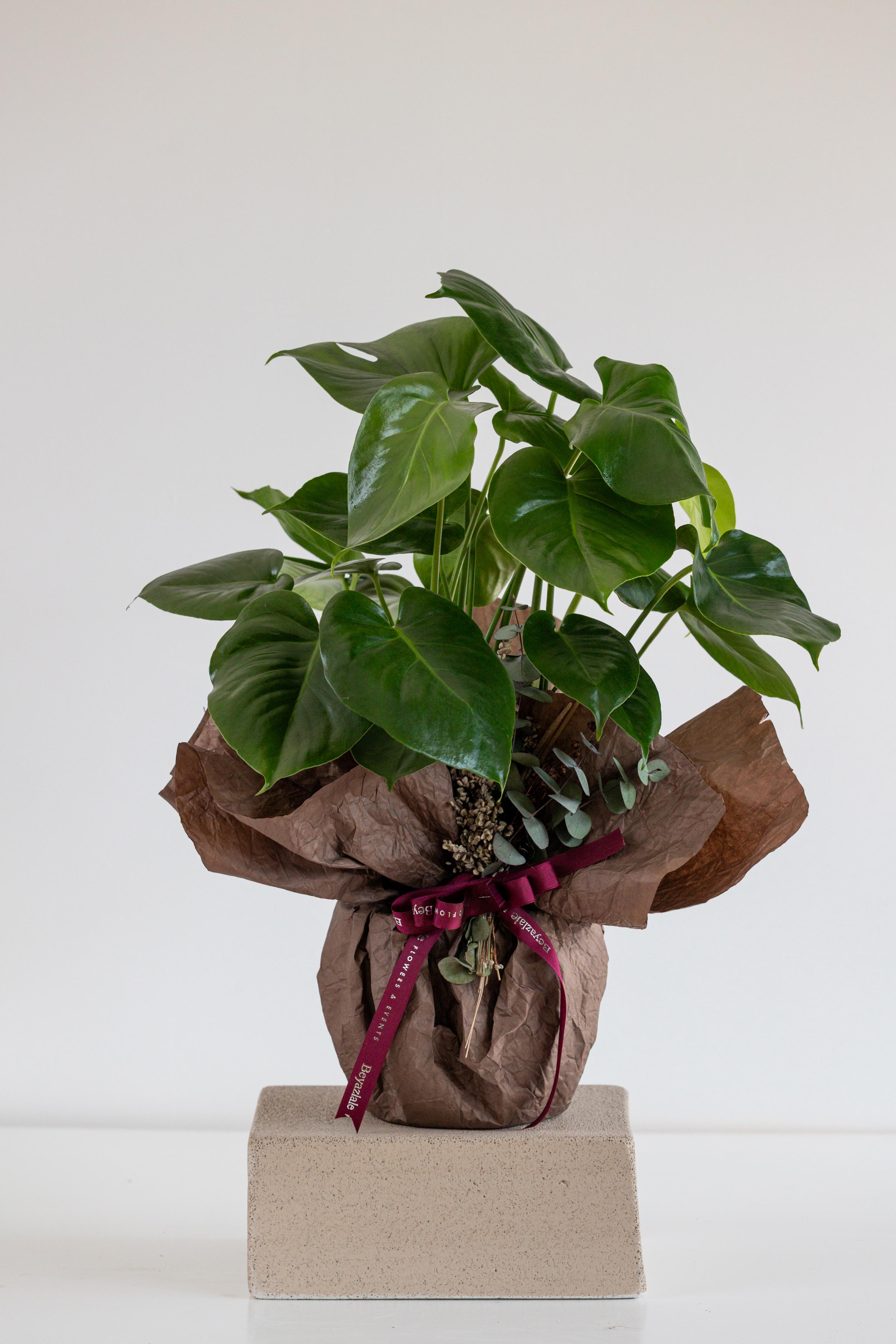 Monstera Bitkisi