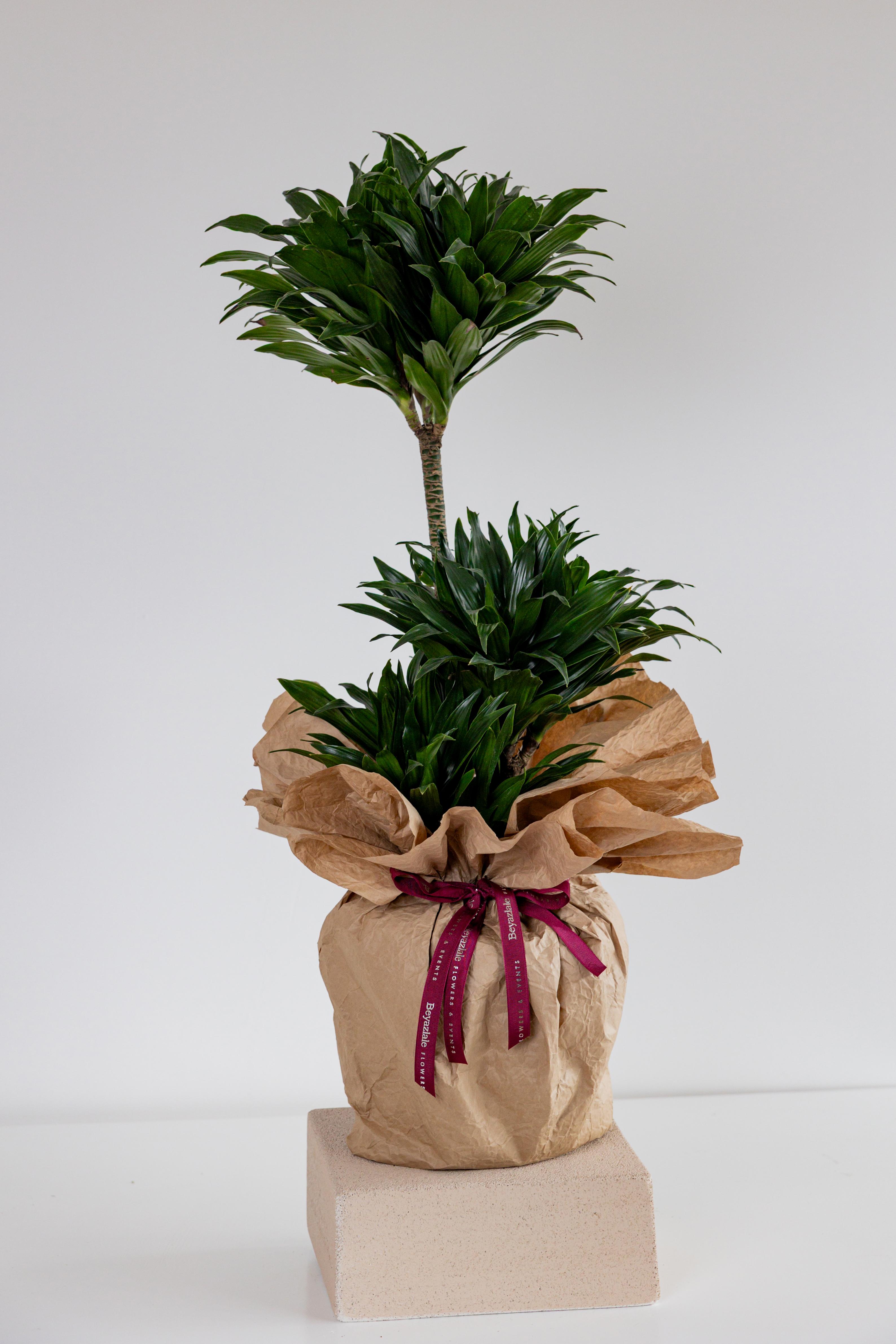 Dracaena Massangeana Bitkisi