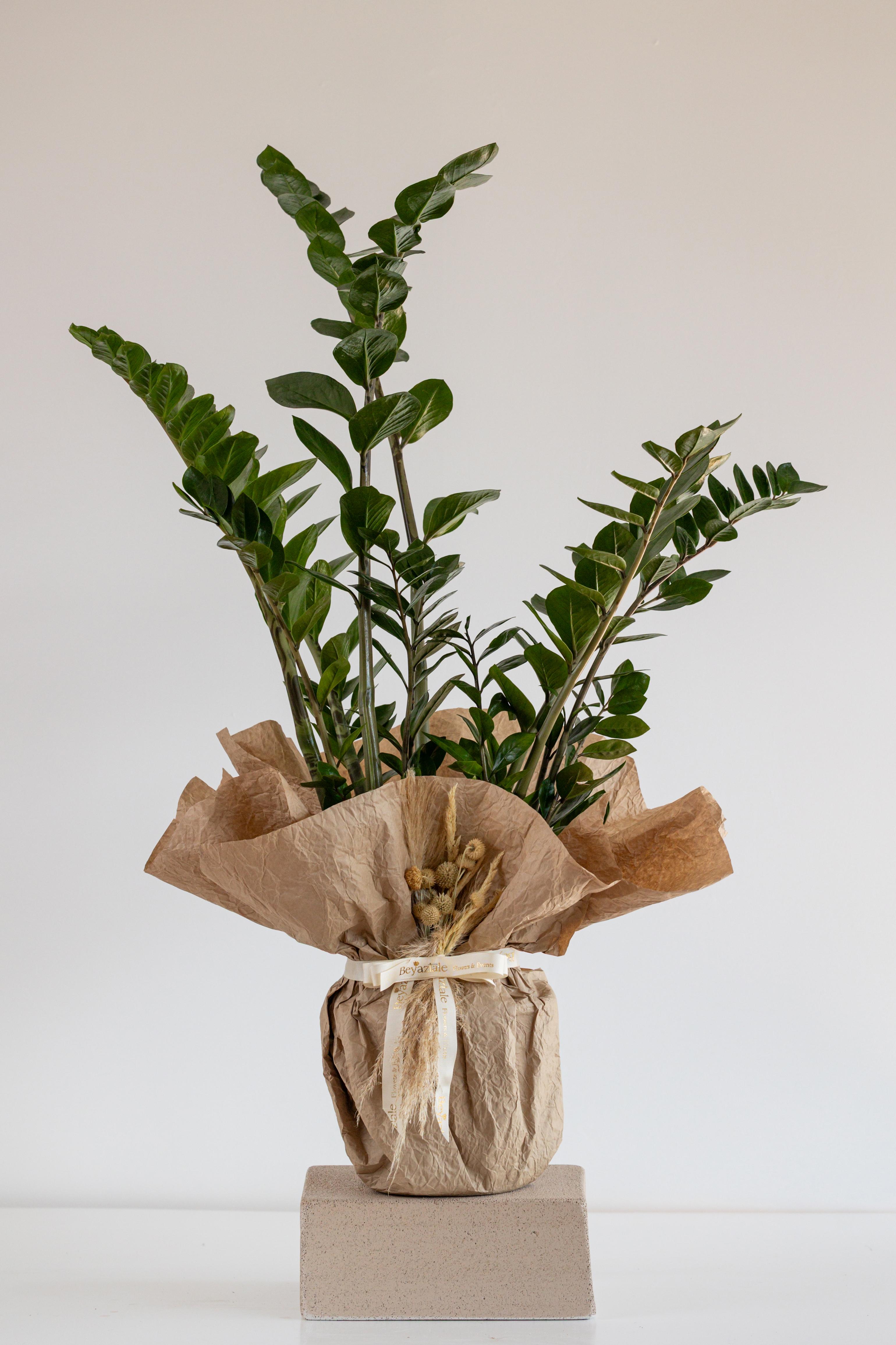 Zamia Bitkisi ~ Zambia Çiçeği