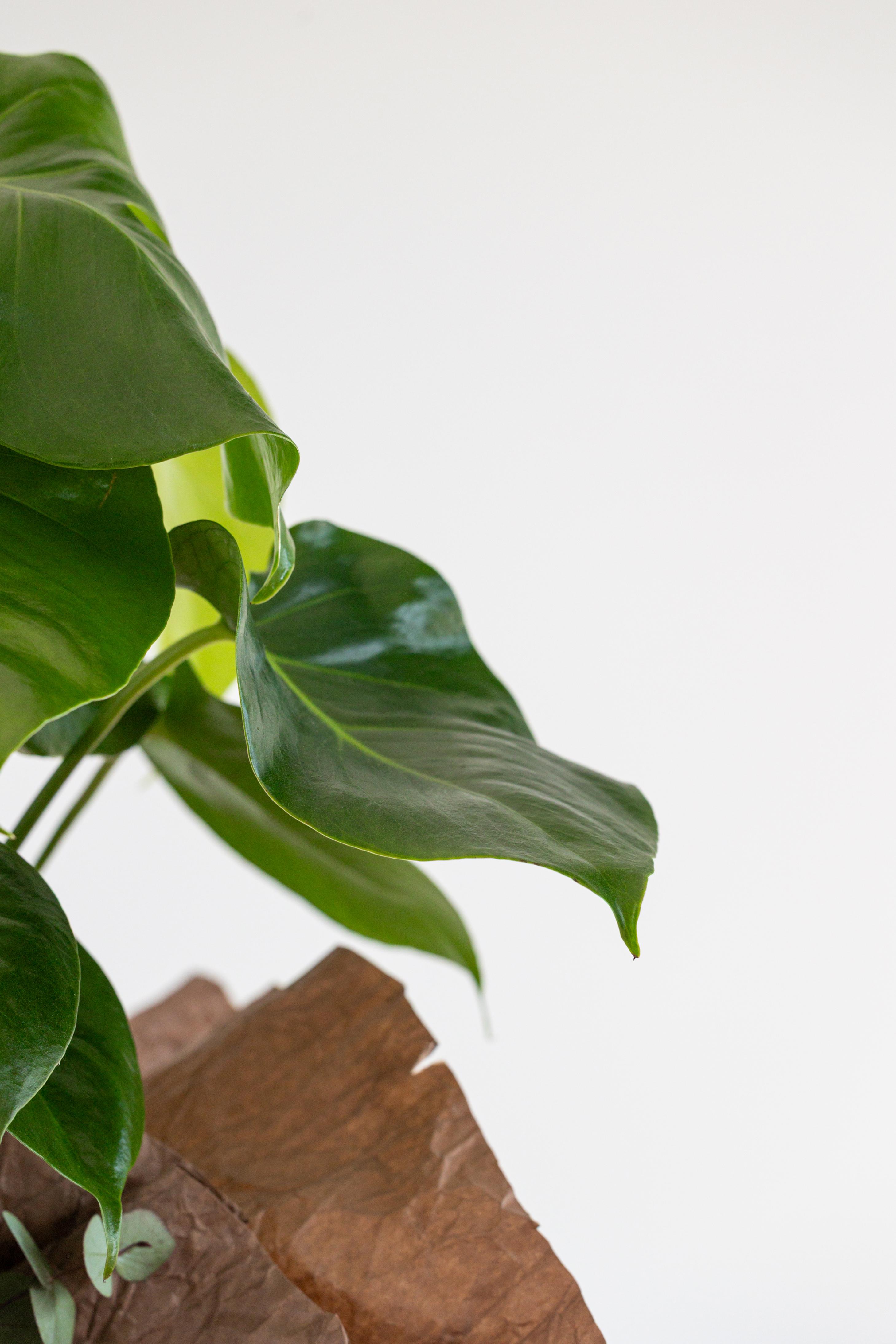 Monstera Bitkisi