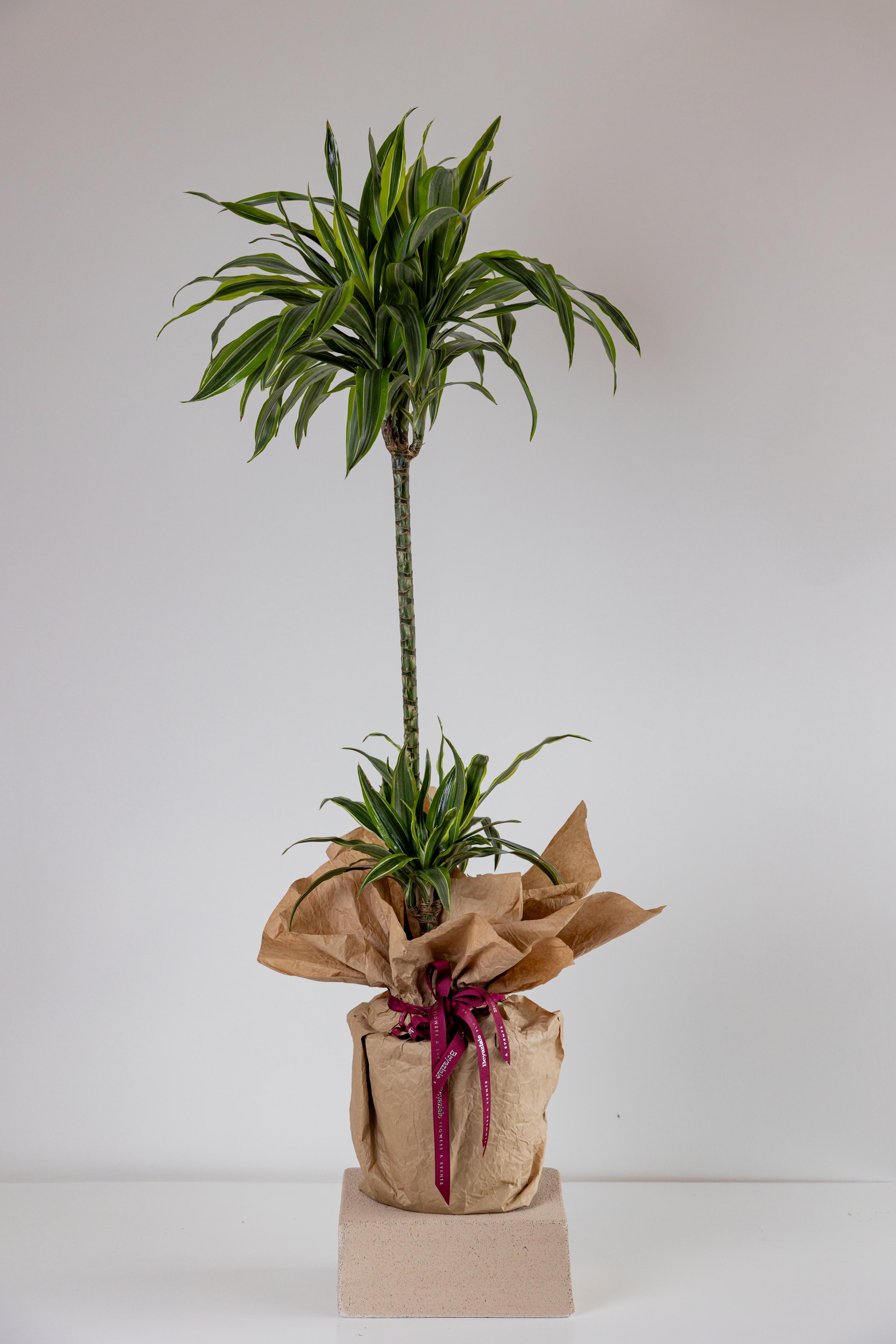 Dracaena Bitkisi