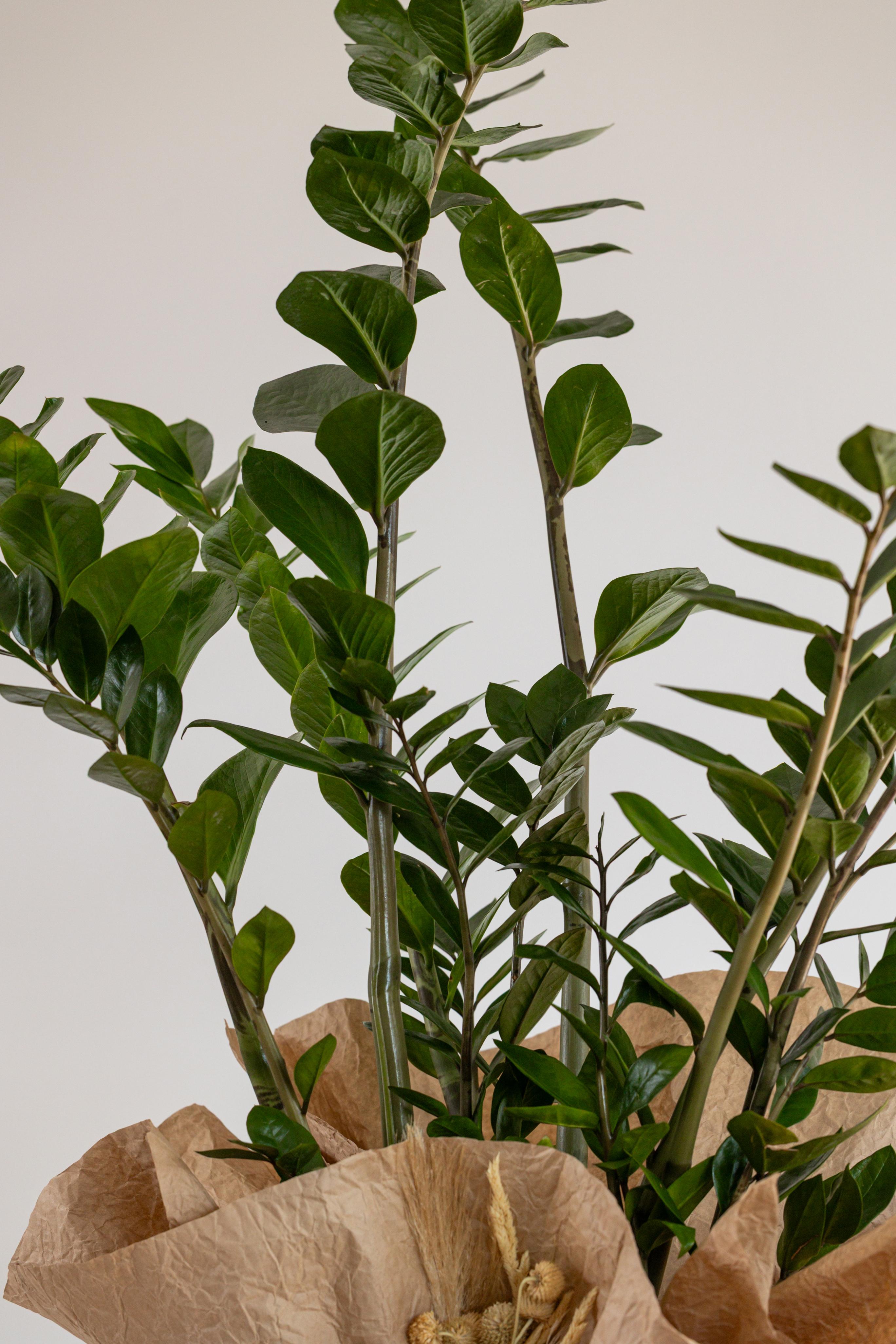 Zamia Bitkisi ~ Zambia Çiçeği