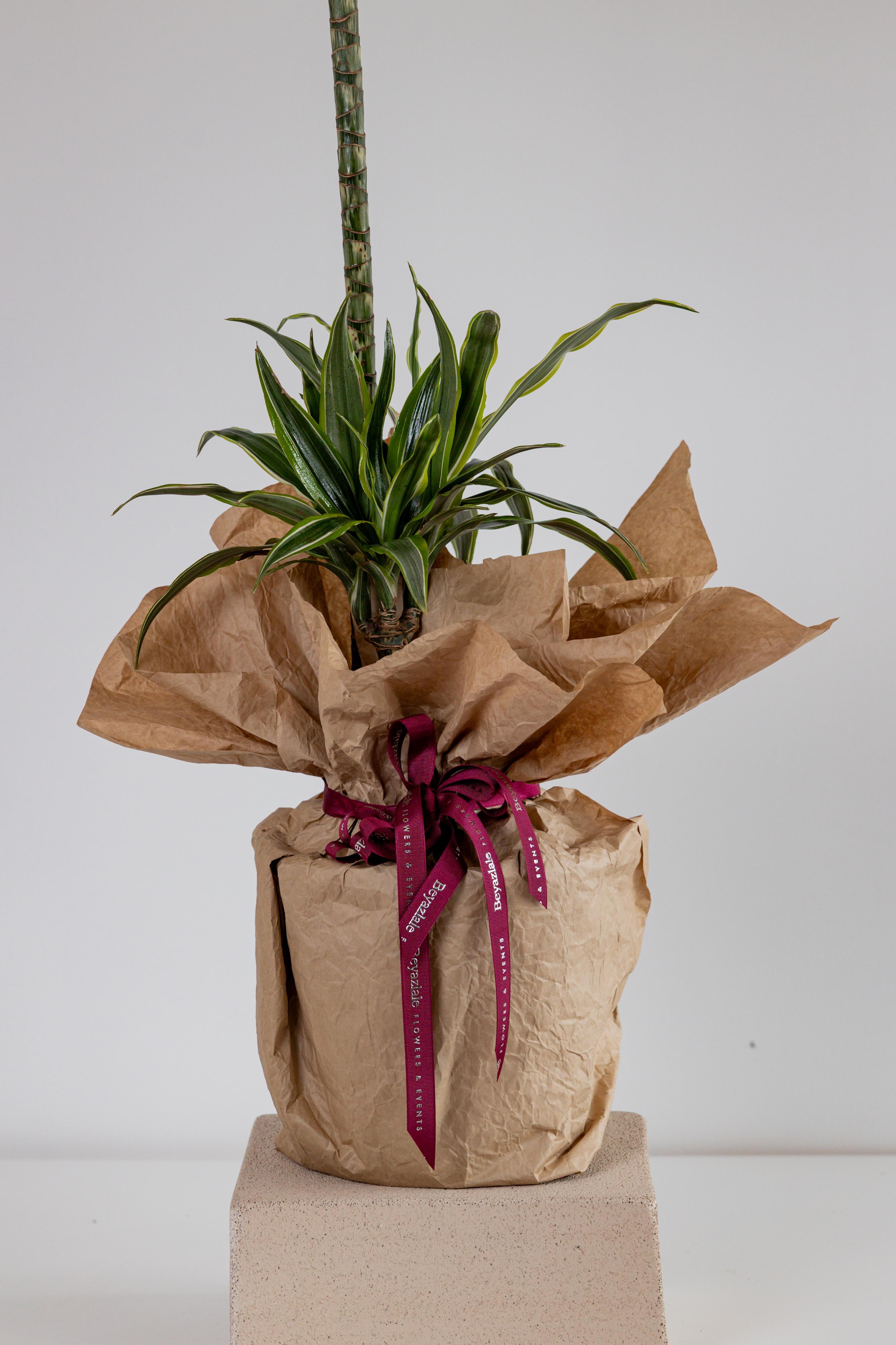 Dracaena Bitkisi