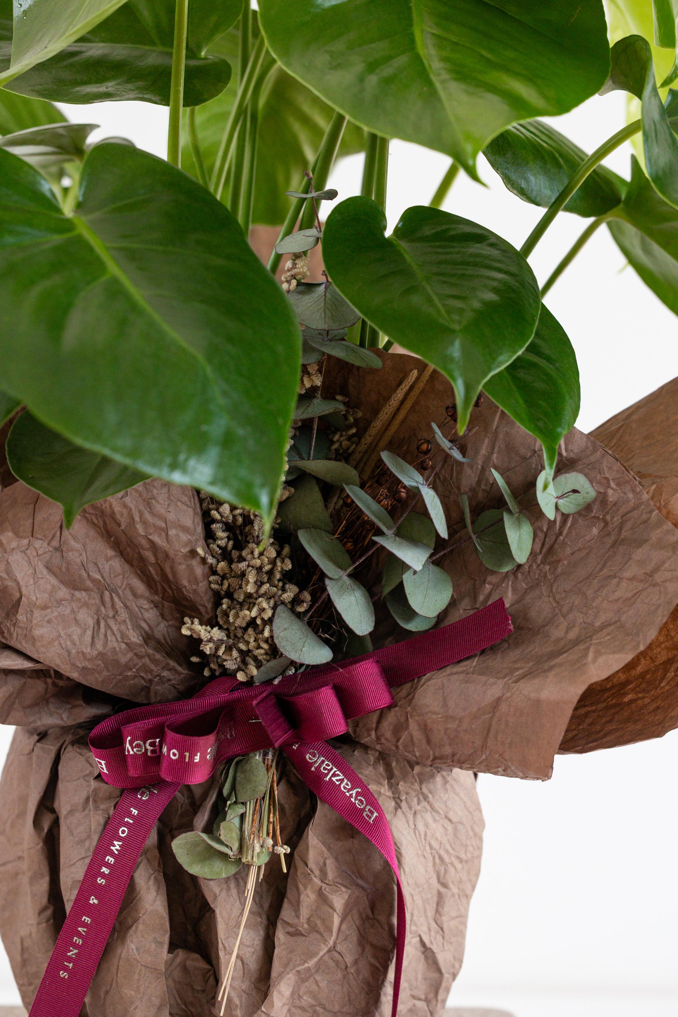 Monstera Bitkisi