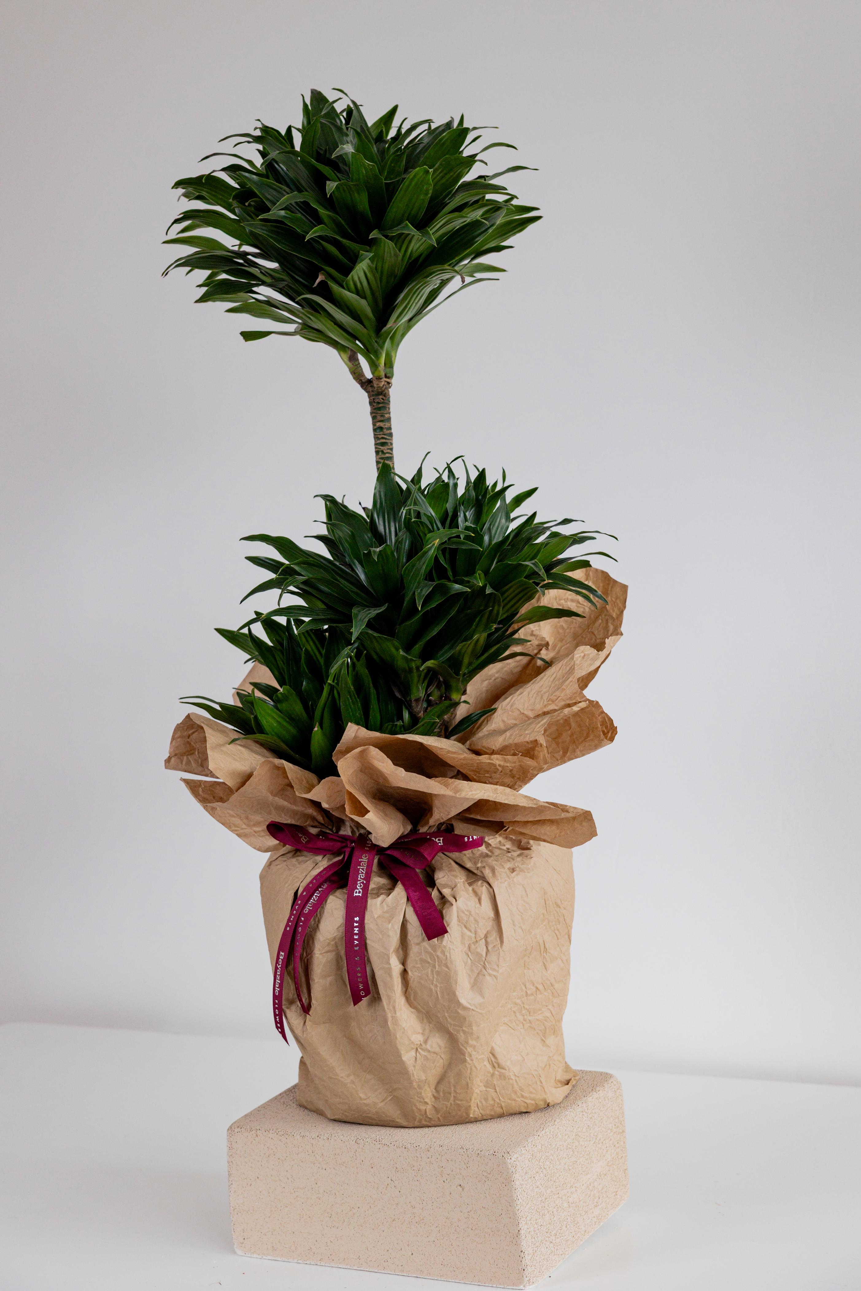 Dracaena Massangeana Bitkisi