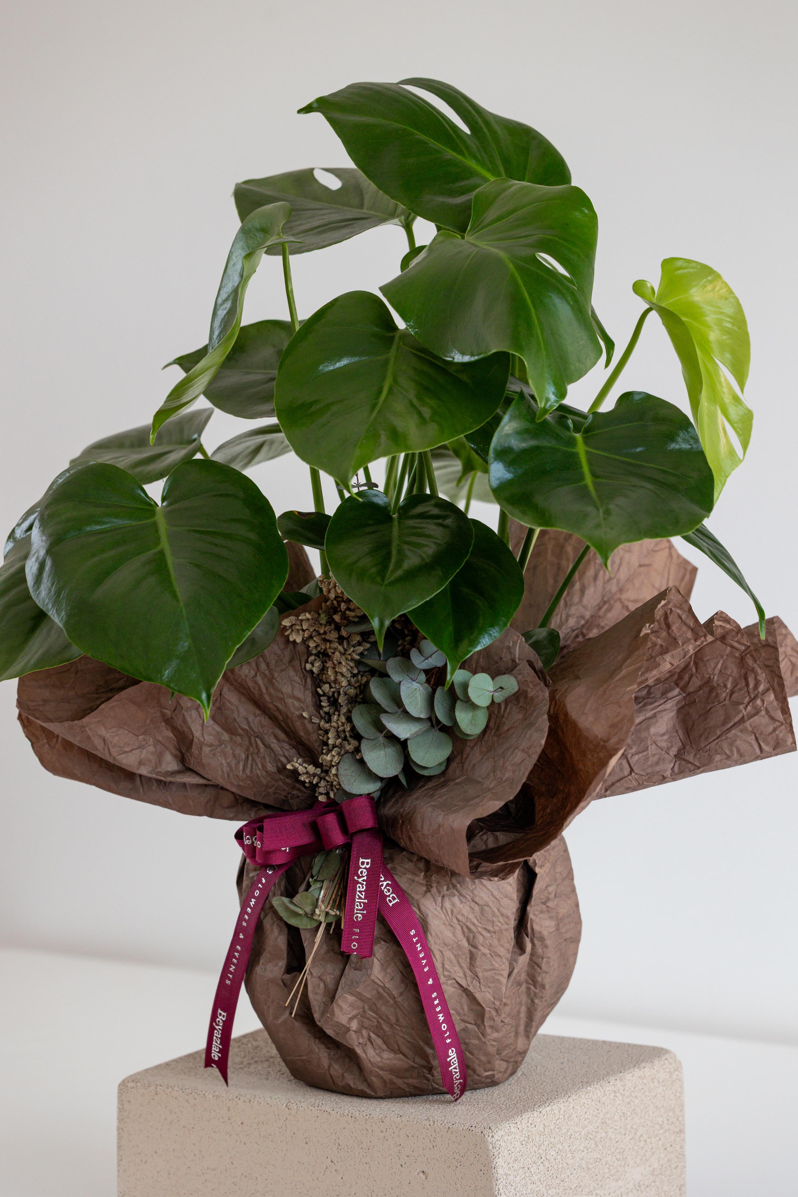 Monstera Bitkisi