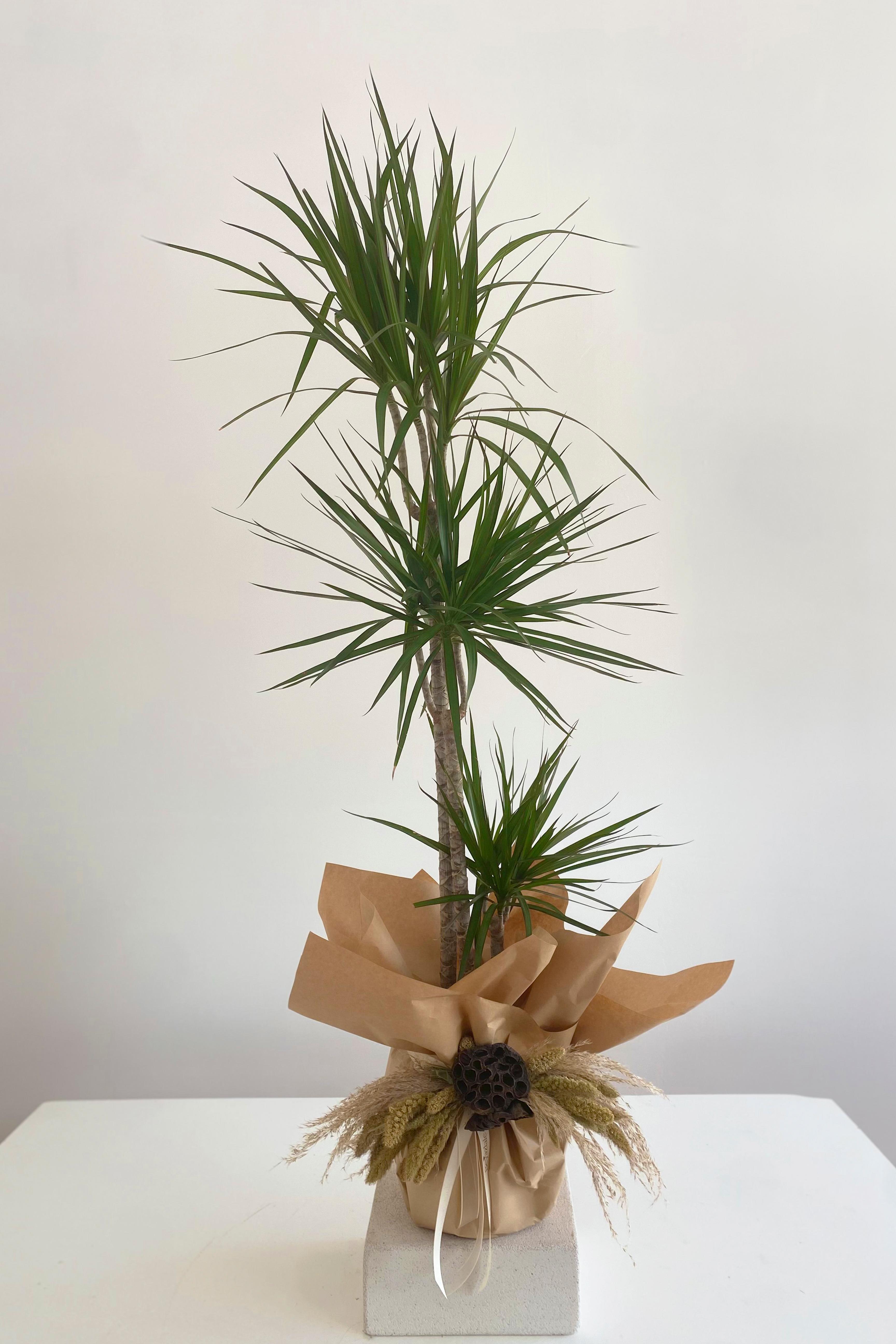 Marginata Bitkisi Ağacı 130 cm