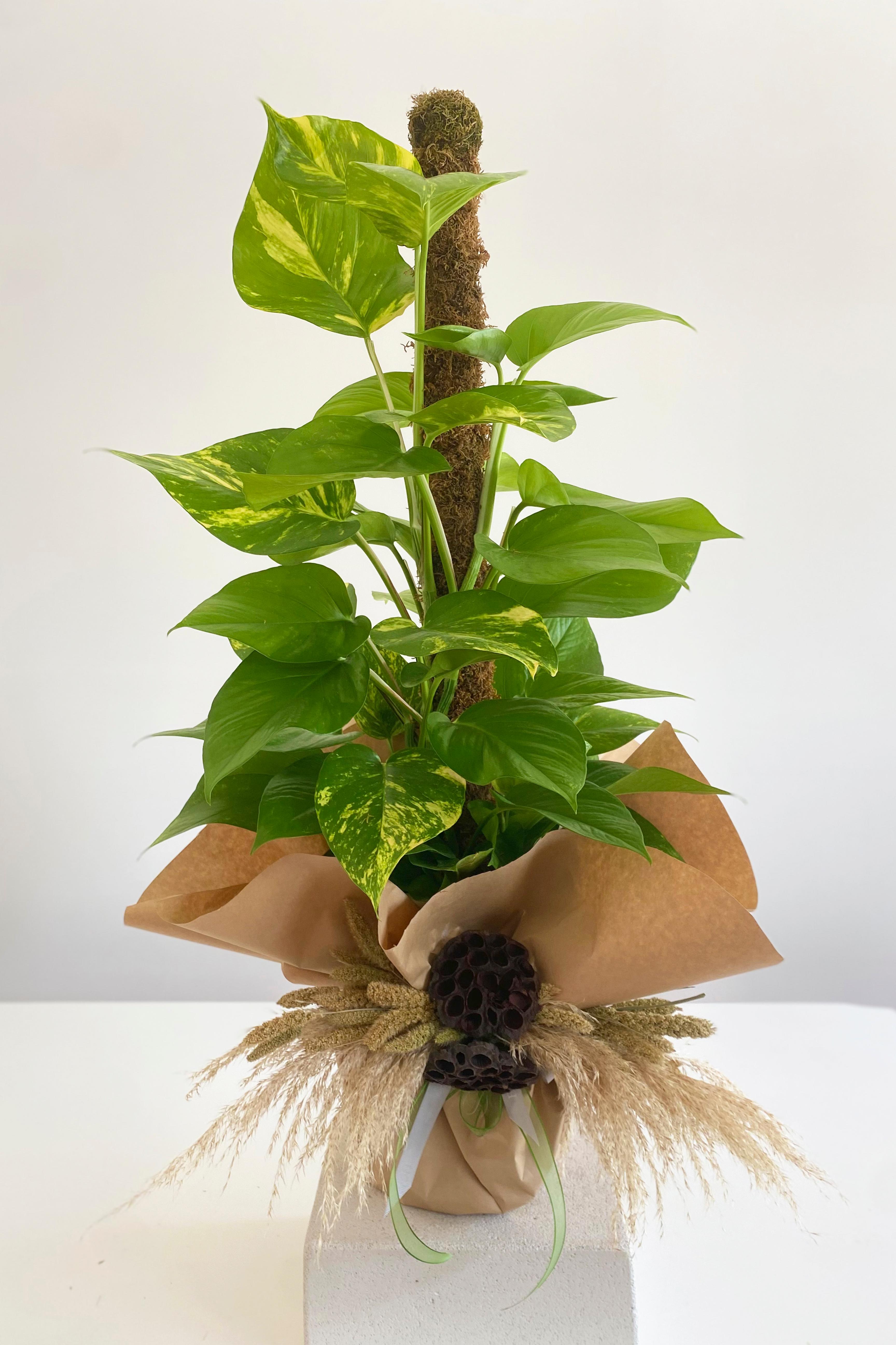 Patos Salon Sarmaşığı 100 cm