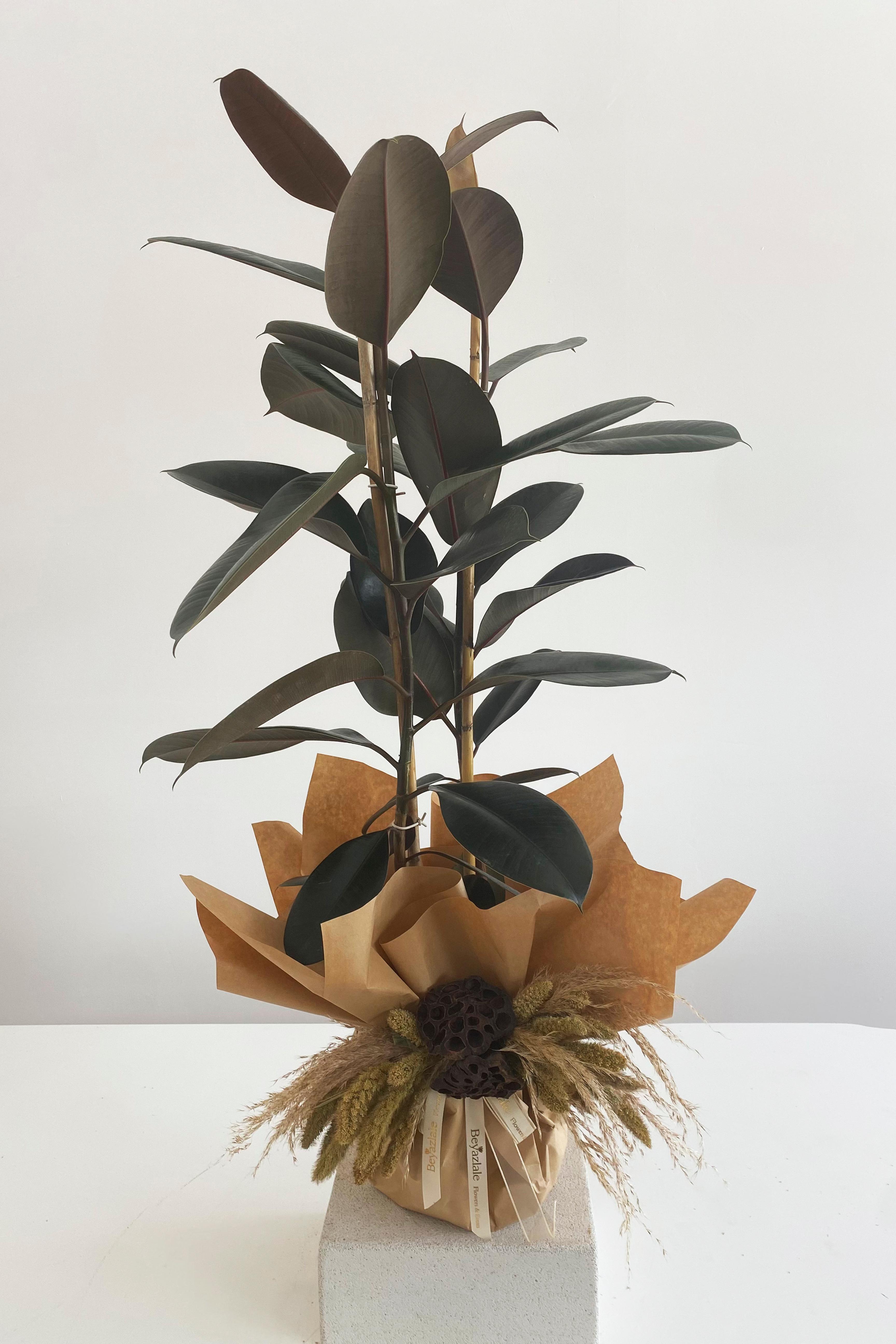 Kauçuk Bitkisi Ağacı 120 cm