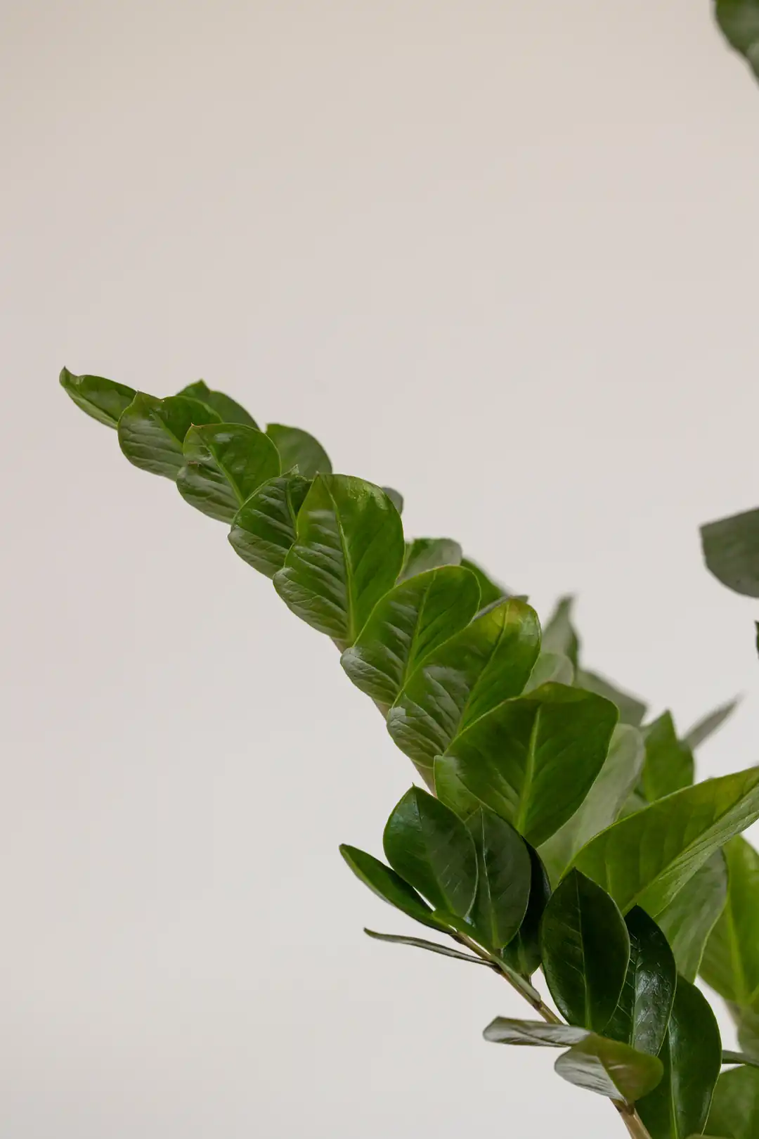 alocasia frydek variegata care Alocasia Frydek Variegated Care