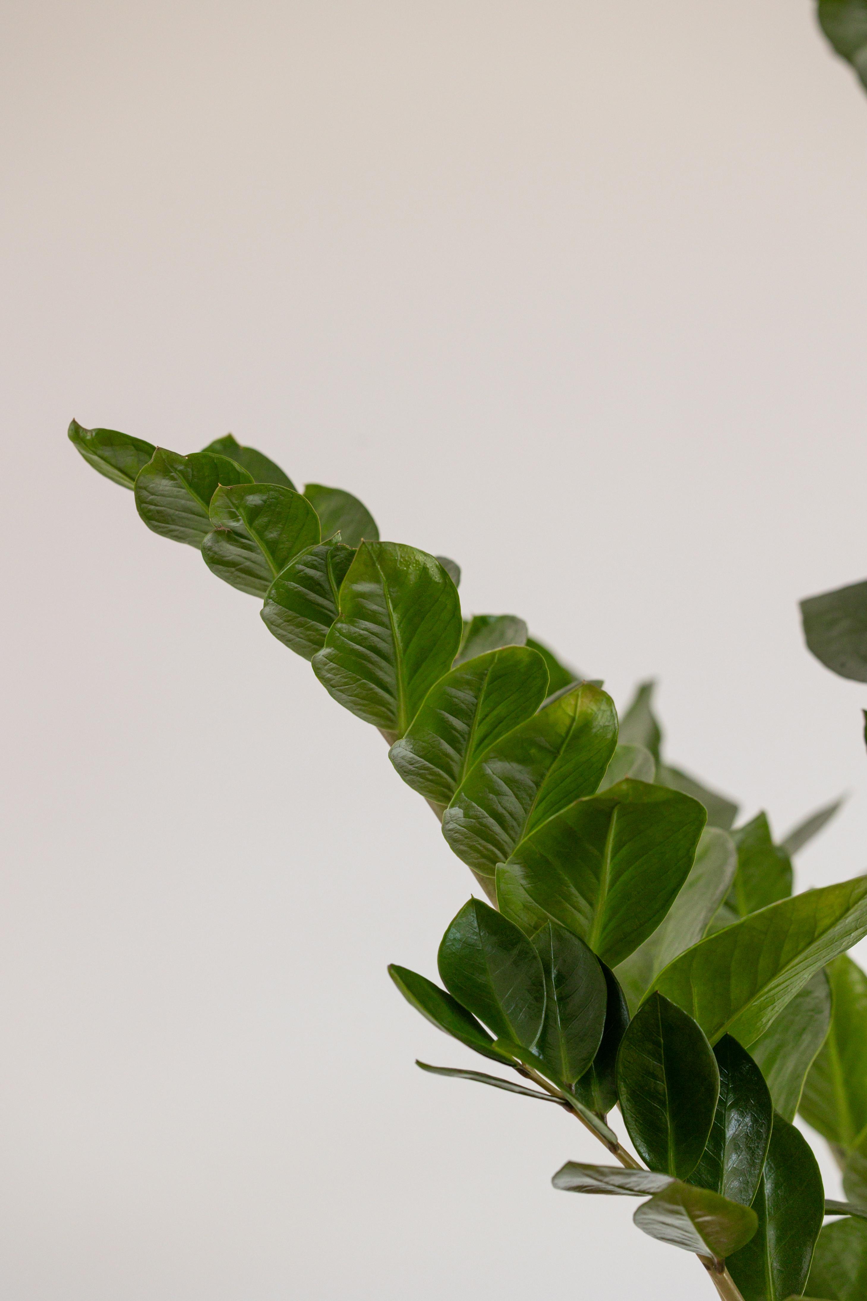 Zamia Bitkisi ~ Zambia Çiçeği