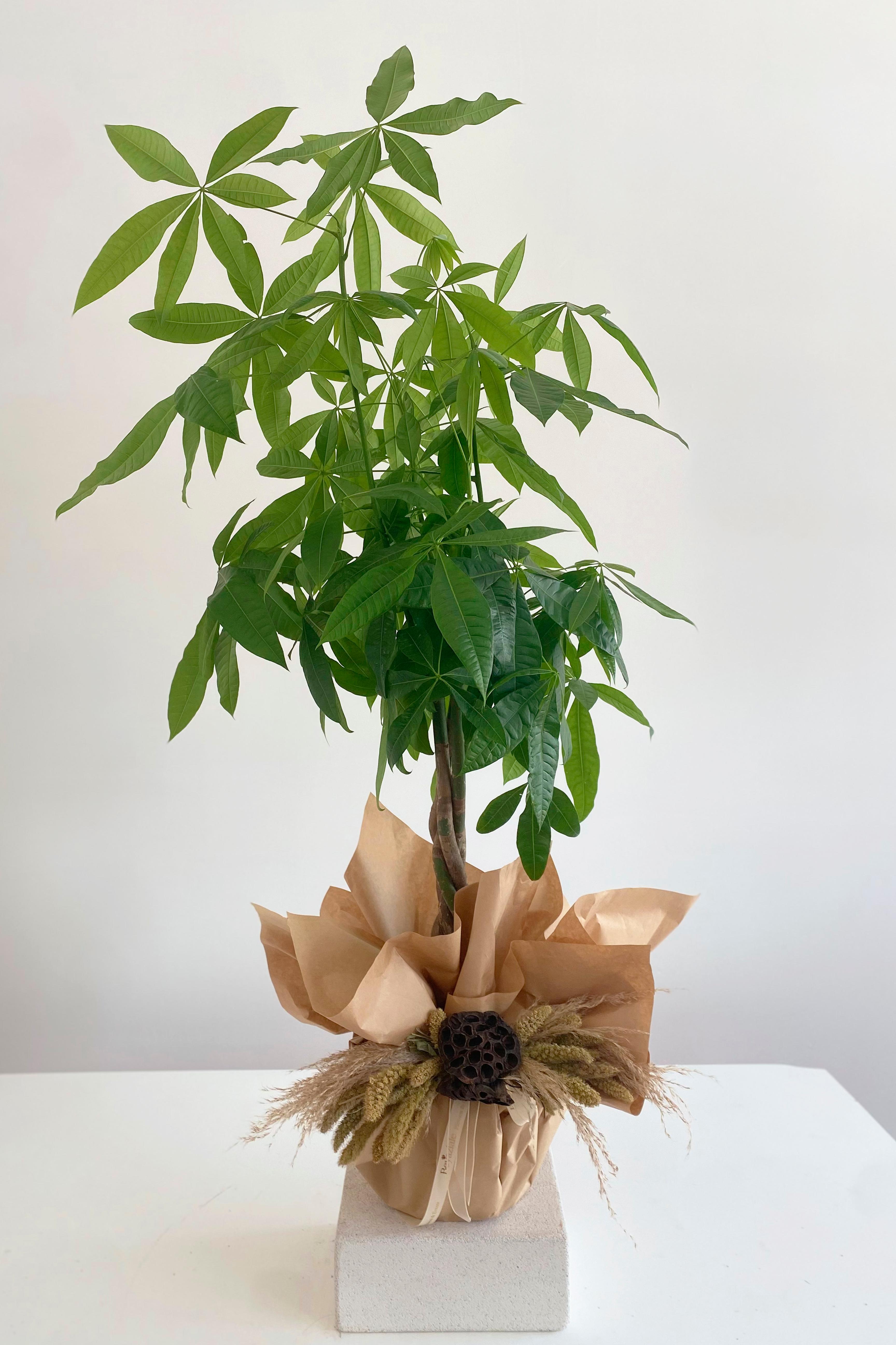 Paçira Bitkisi Ağacı 120 cm