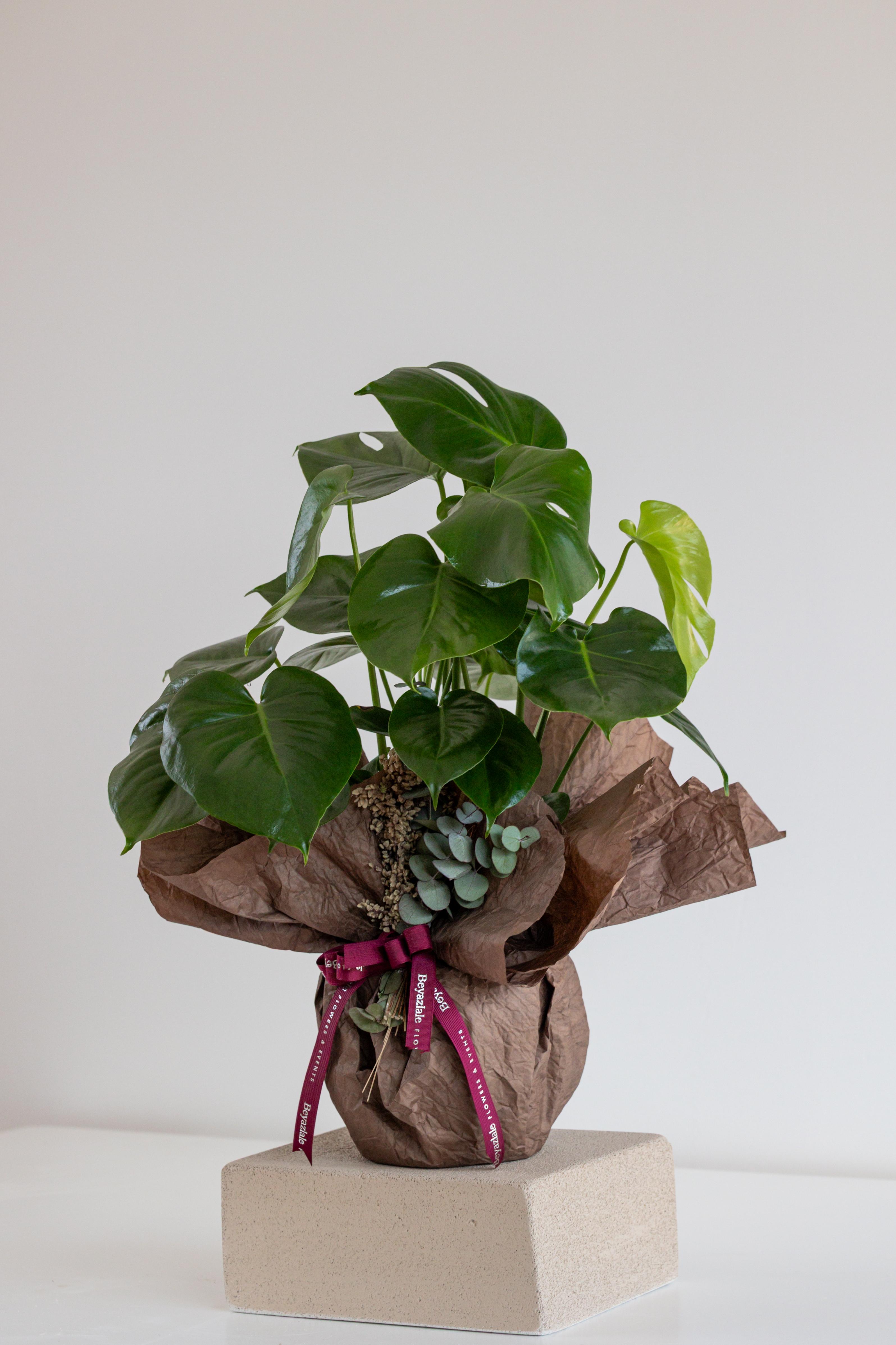 Monstera Bitkisi