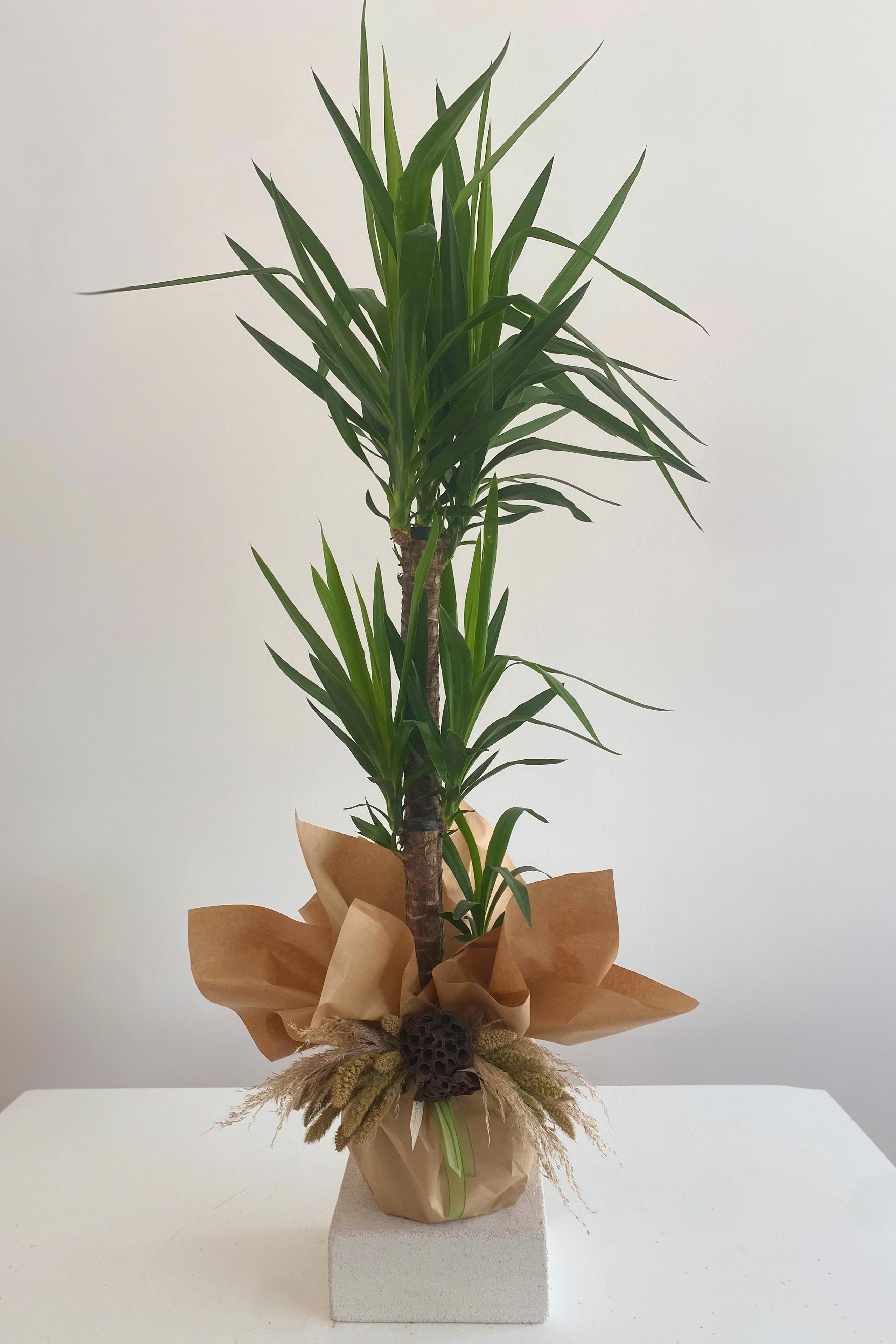 Yucca Bitkisi Ağacı 3 lü 150 cm
