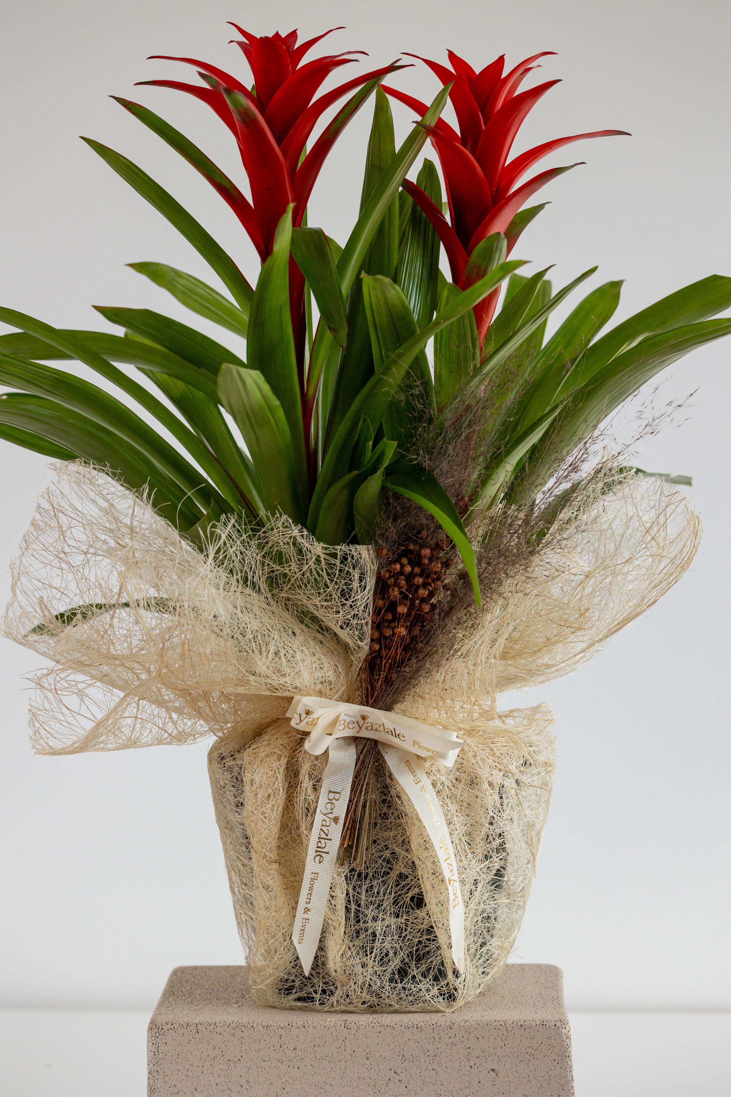Guzmania Bitkisi 2'li