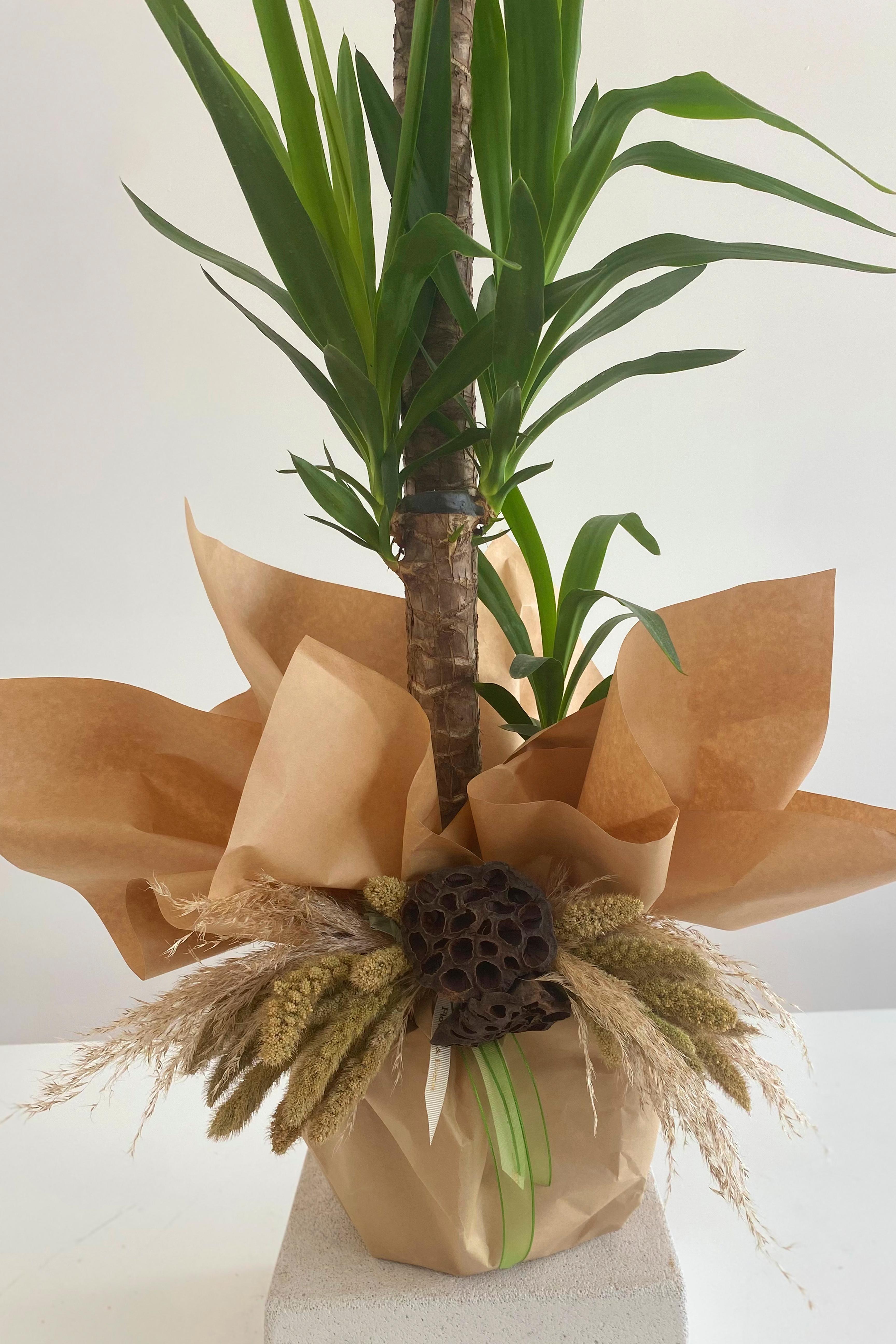 Yucca Bitkisi Ağacı 3 lü 150 cm