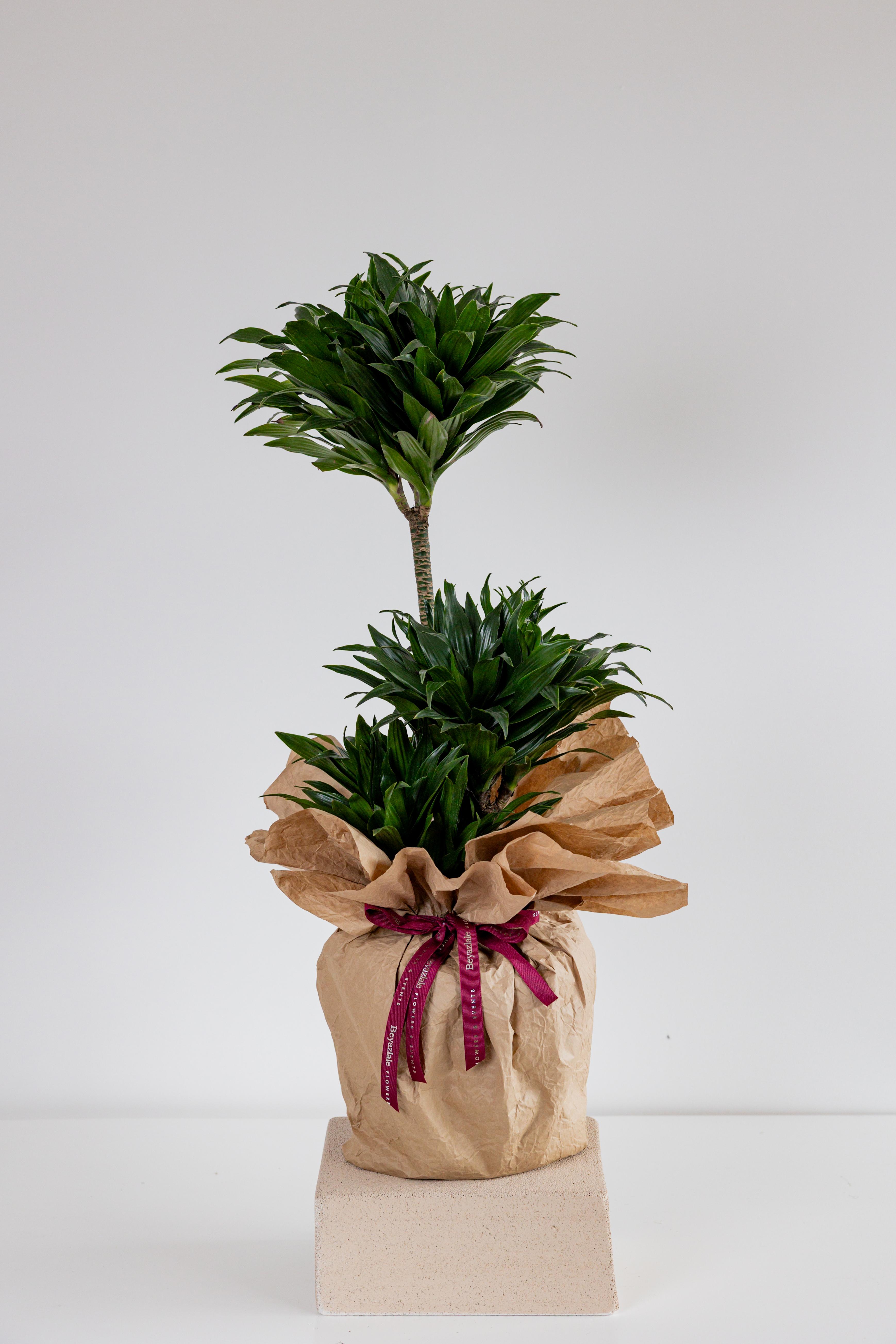 Dracaena Massangeana Bitkisi