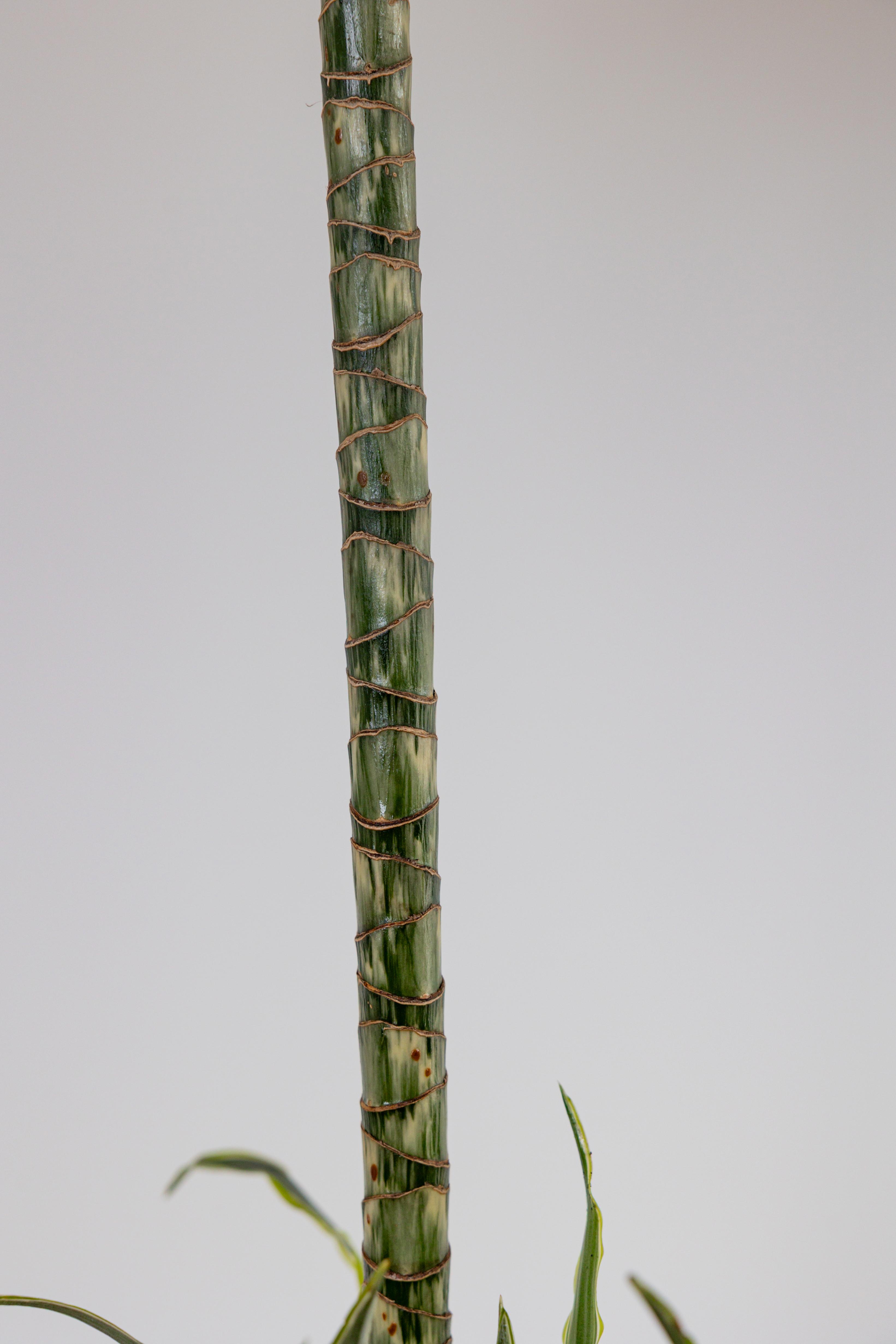 Dracaena Bitkisi
