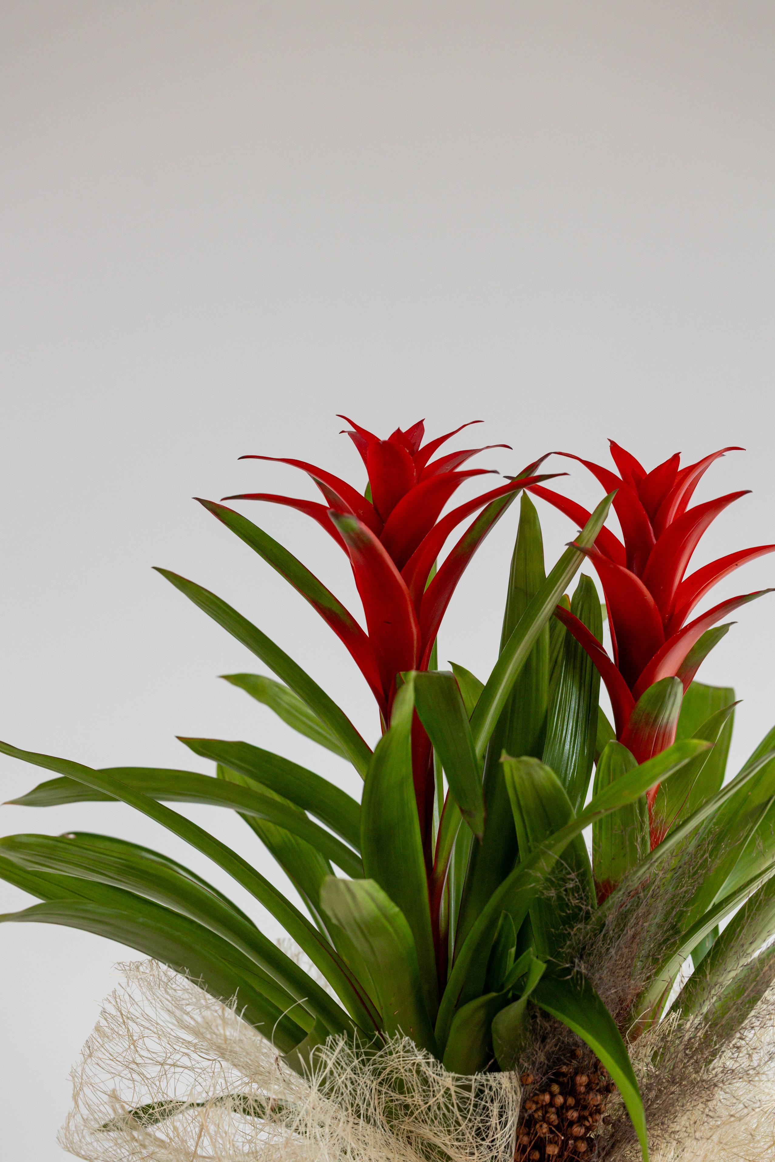 Guzmania Bitkisi 2'li