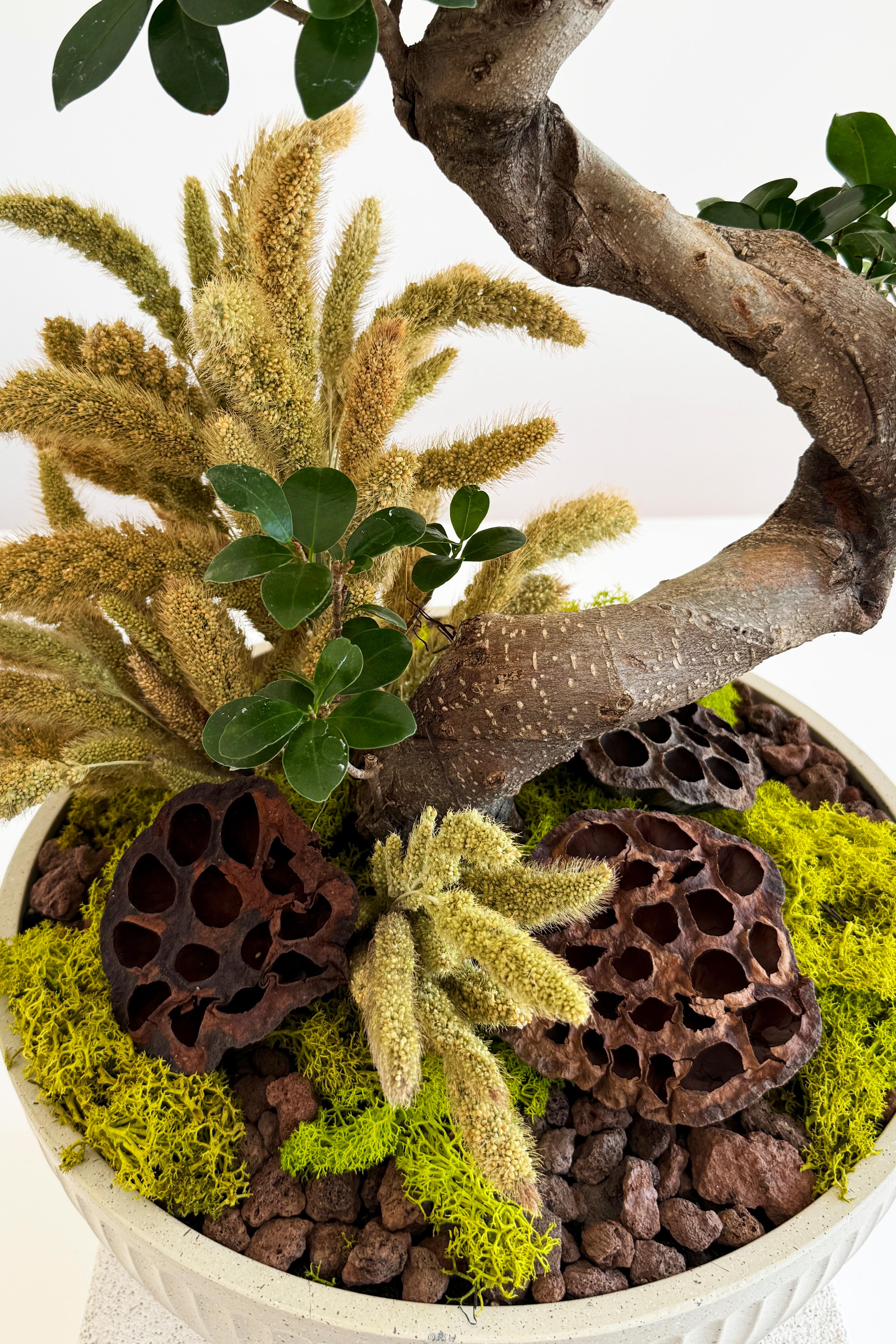 Bonzai Ağacı 80 cm