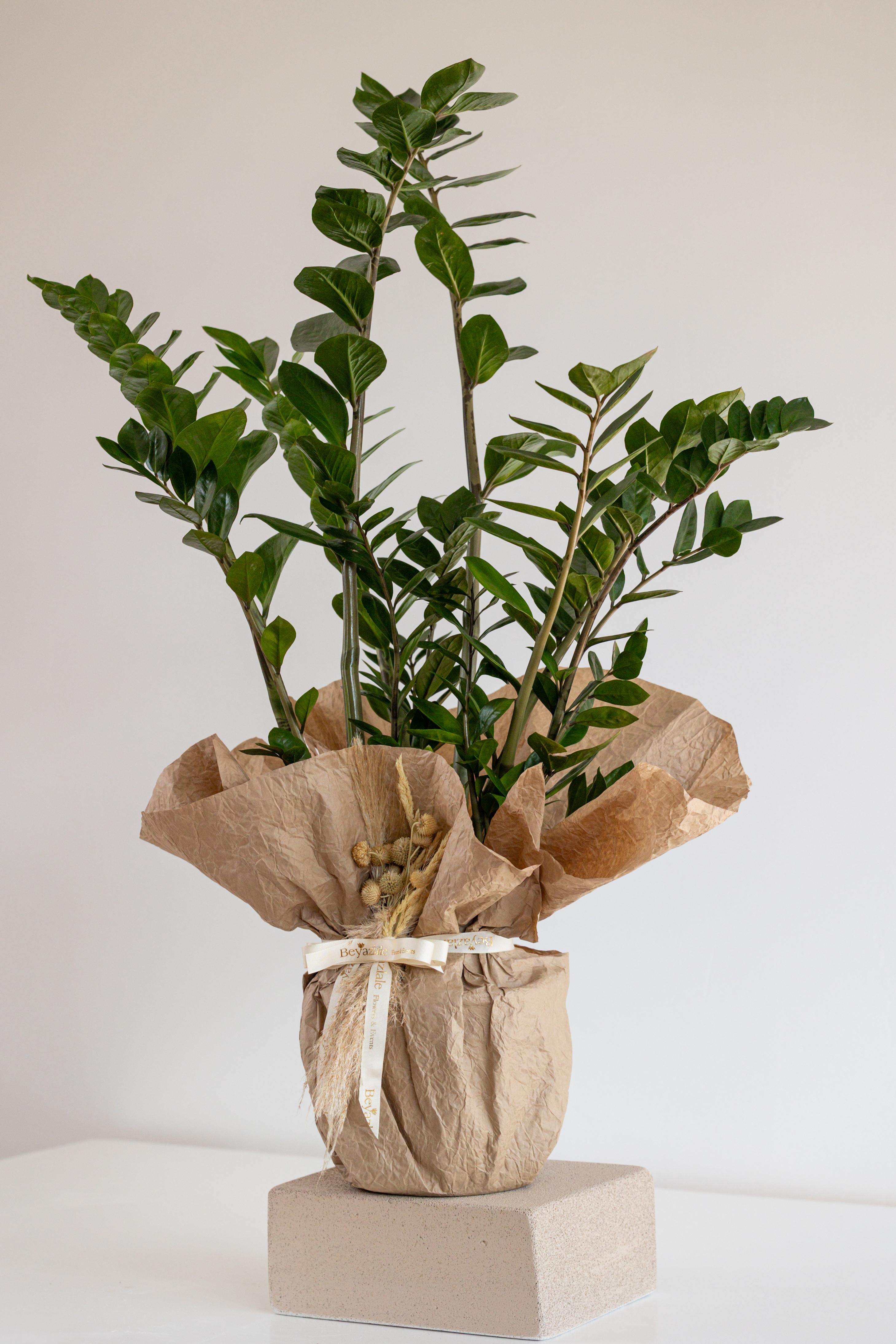 Zamia Bitkisi ~ Zambia Çiçeği