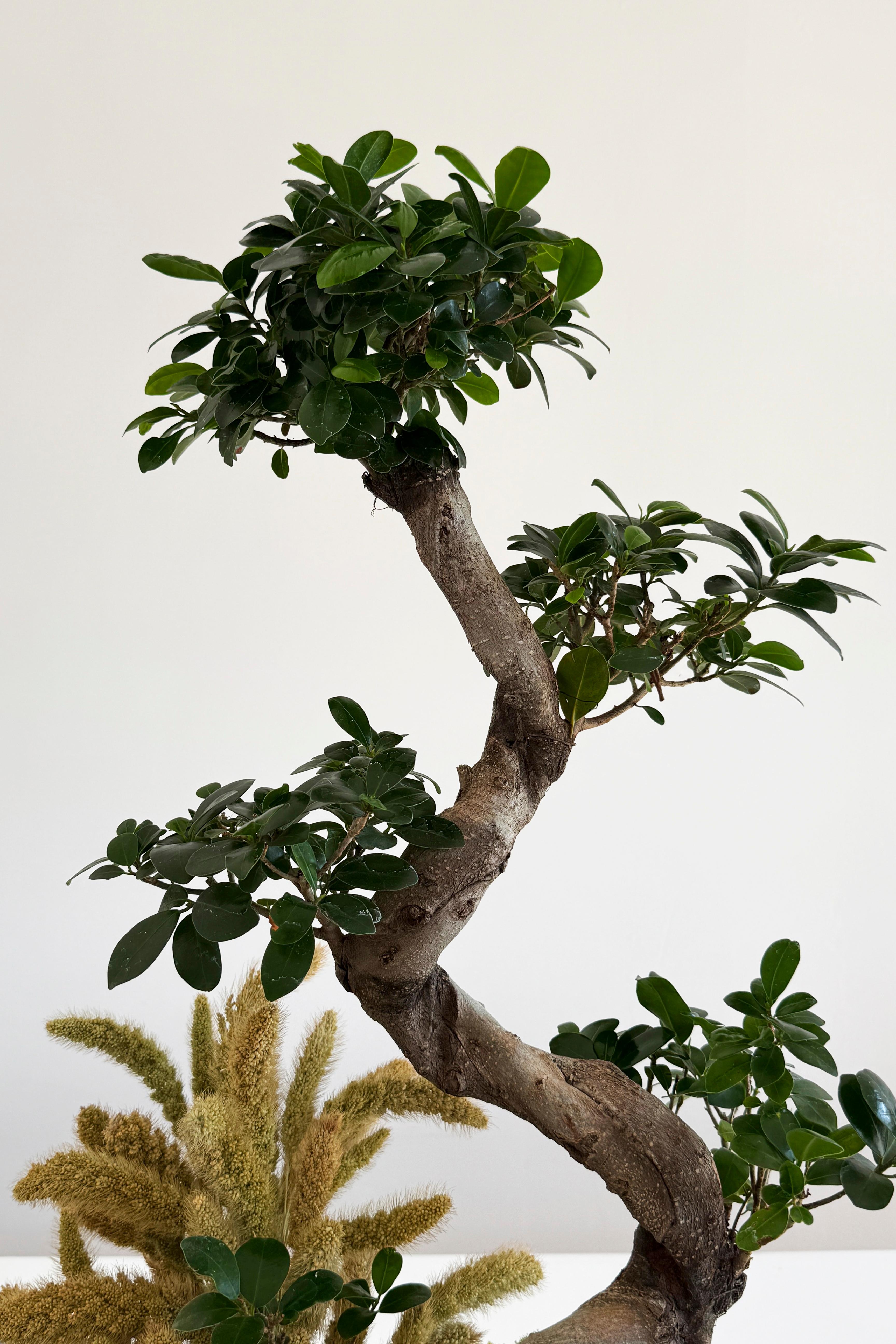 Bonzai Ağacı 80 cm