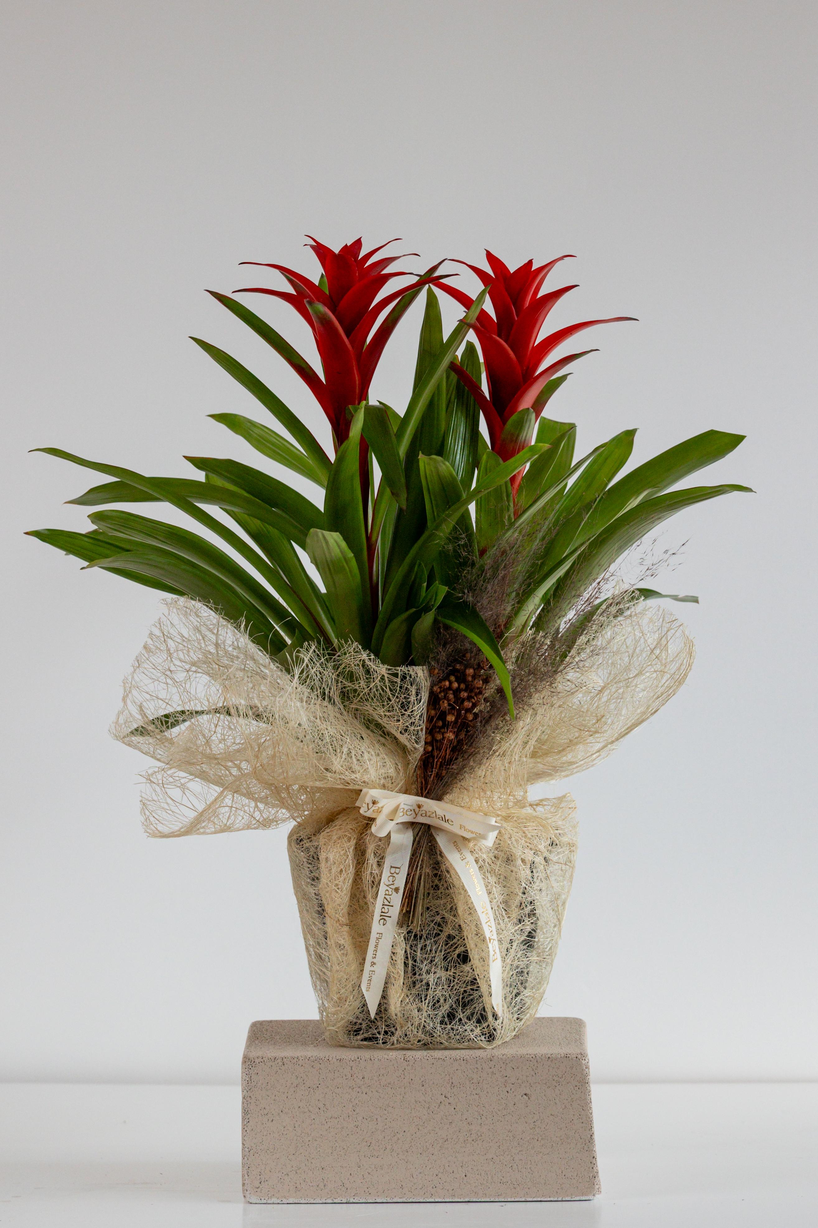 Guzmania Bitkisi 2'li