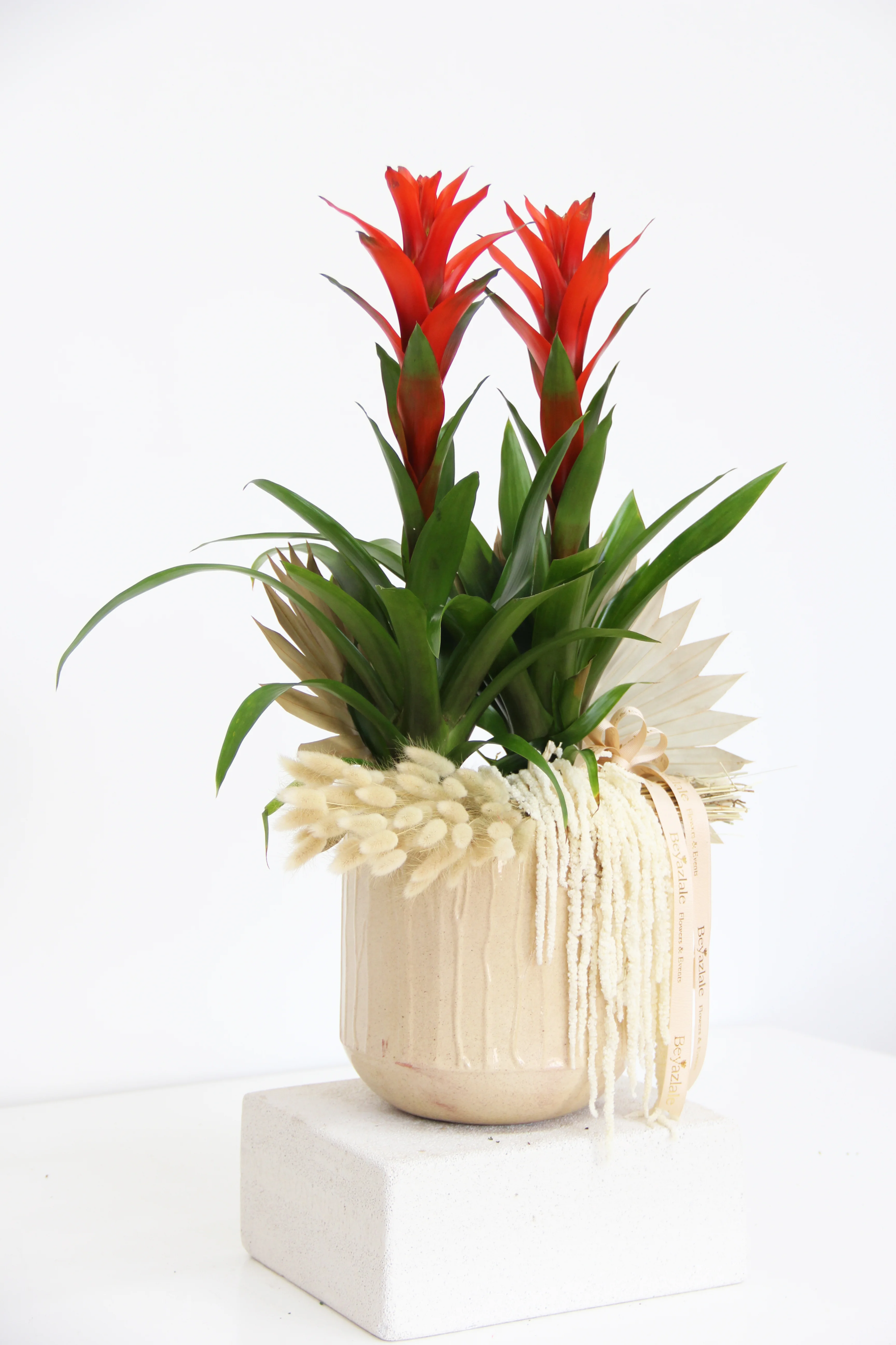 Guzmanya Çiçeği 2'li Aranjman