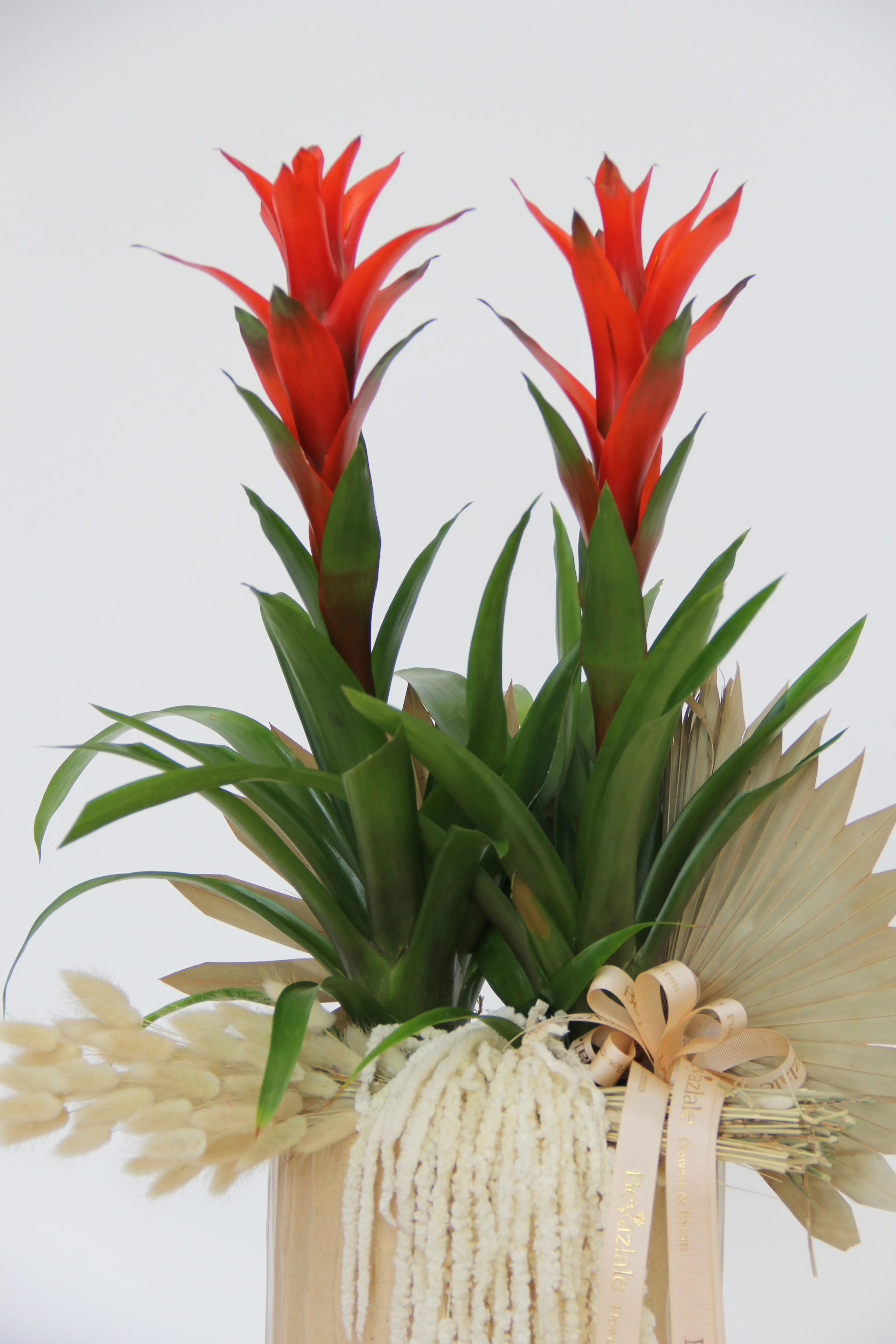 Guzmanya Çiçeği 2'li Aranjman