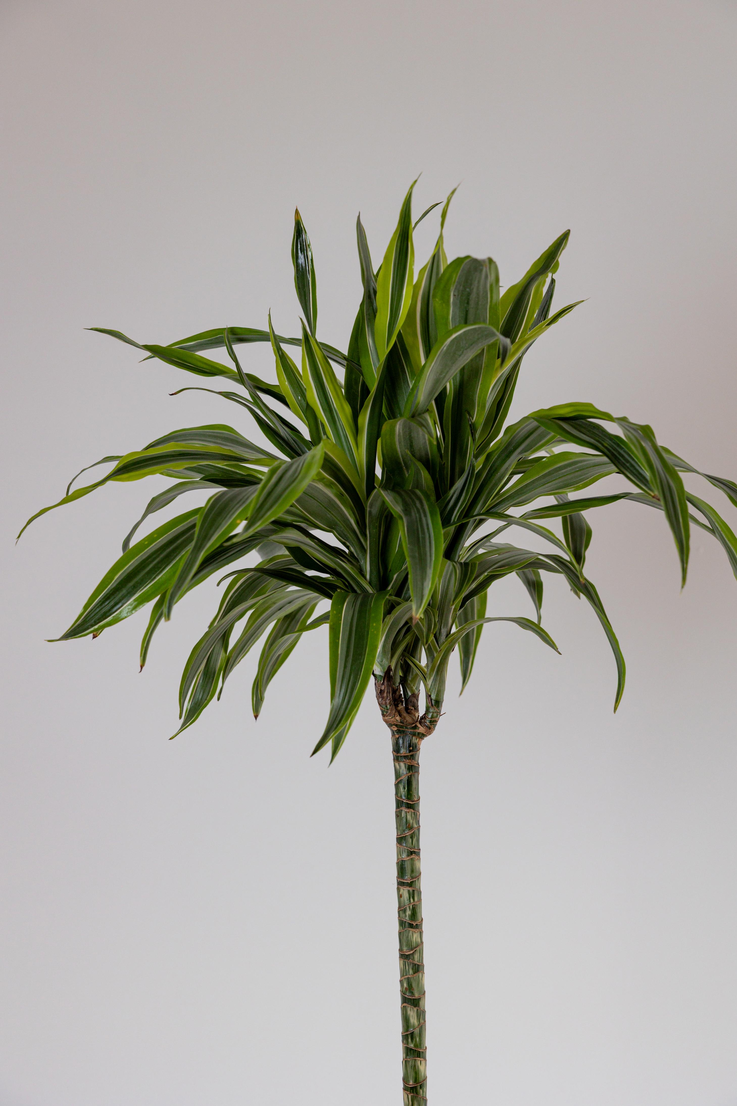 Dracaena Bitkisi