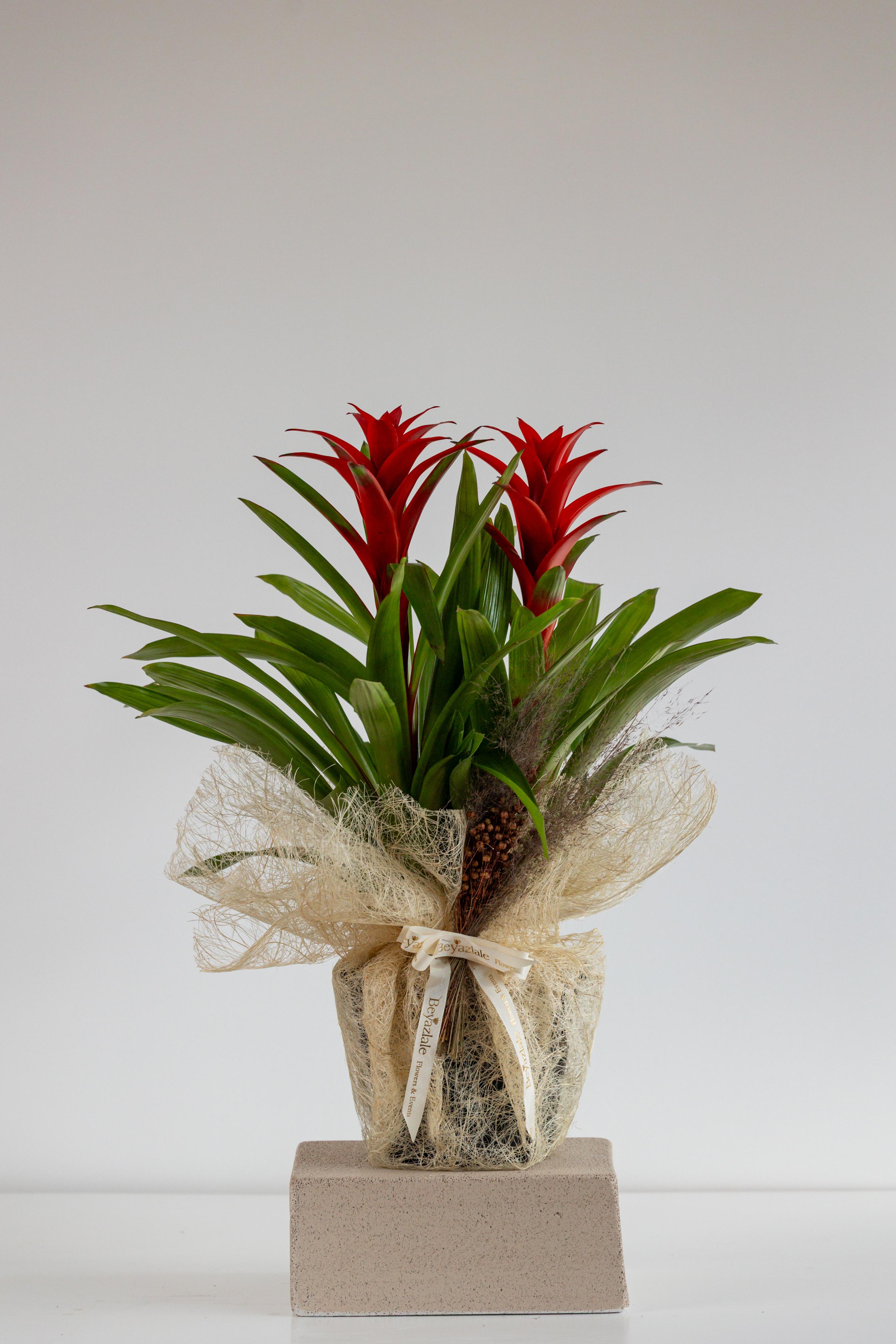 Guzmania Bitkisi 2'li