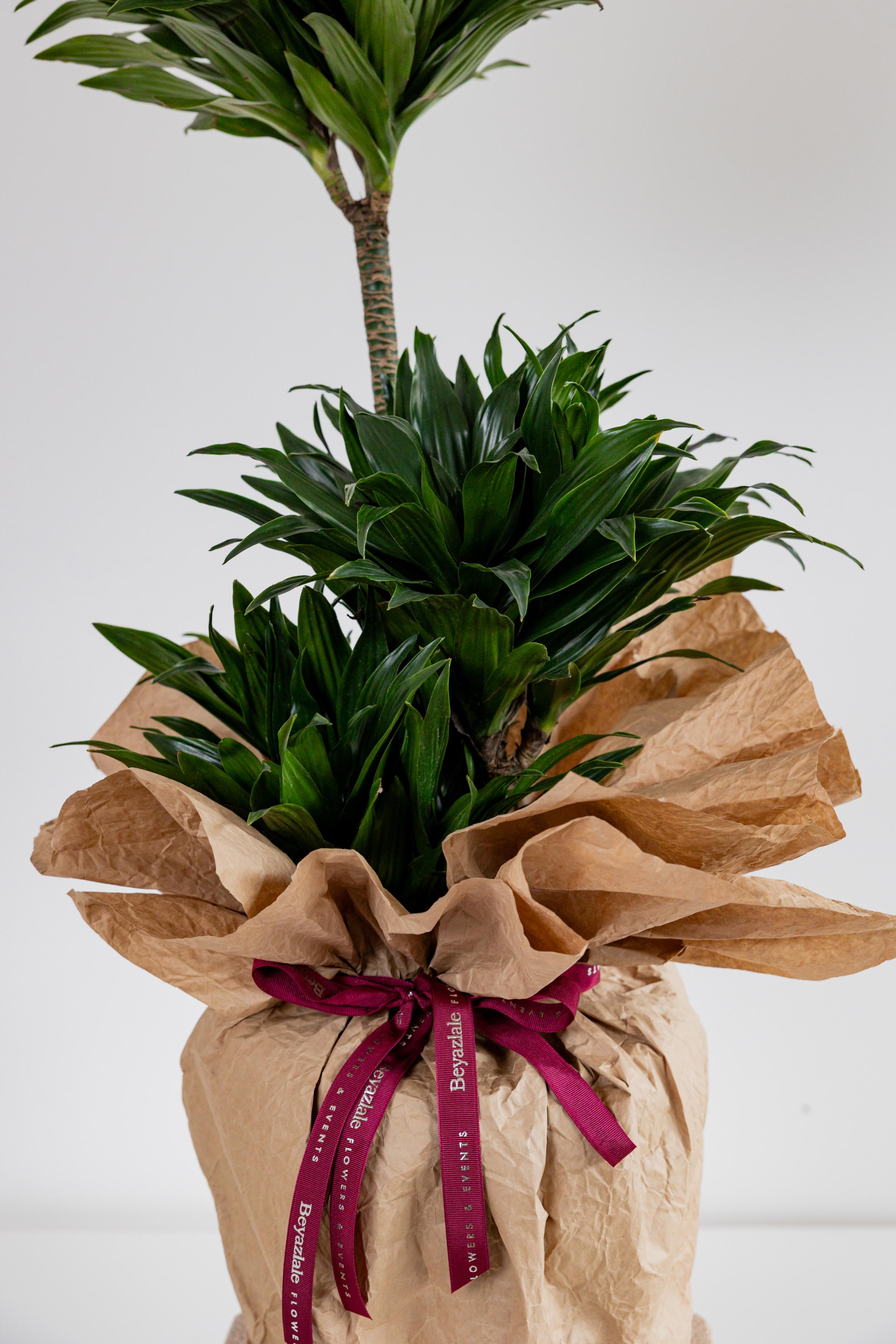 Dracaena Massangeana Bitkisi
