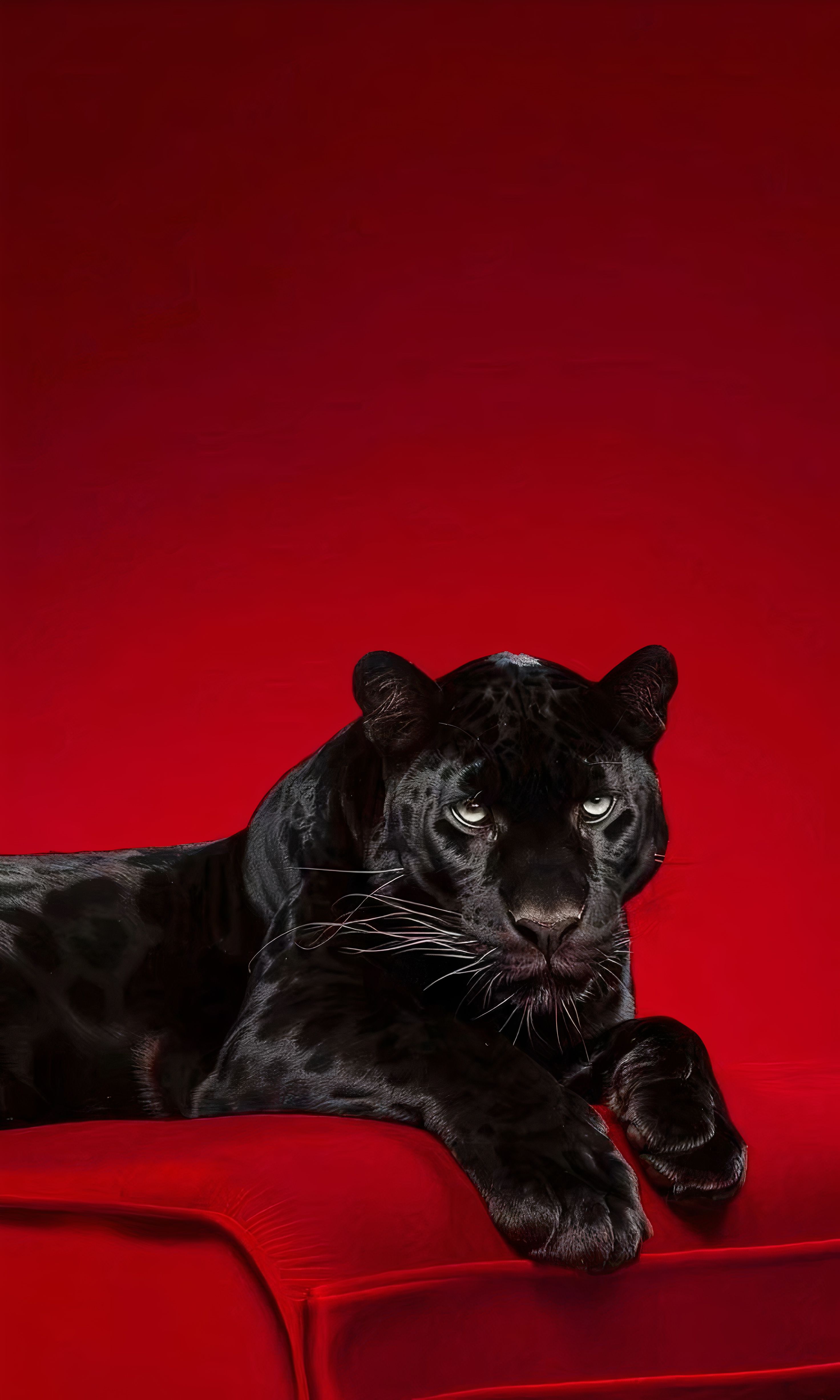 Black Panther Red Throne 