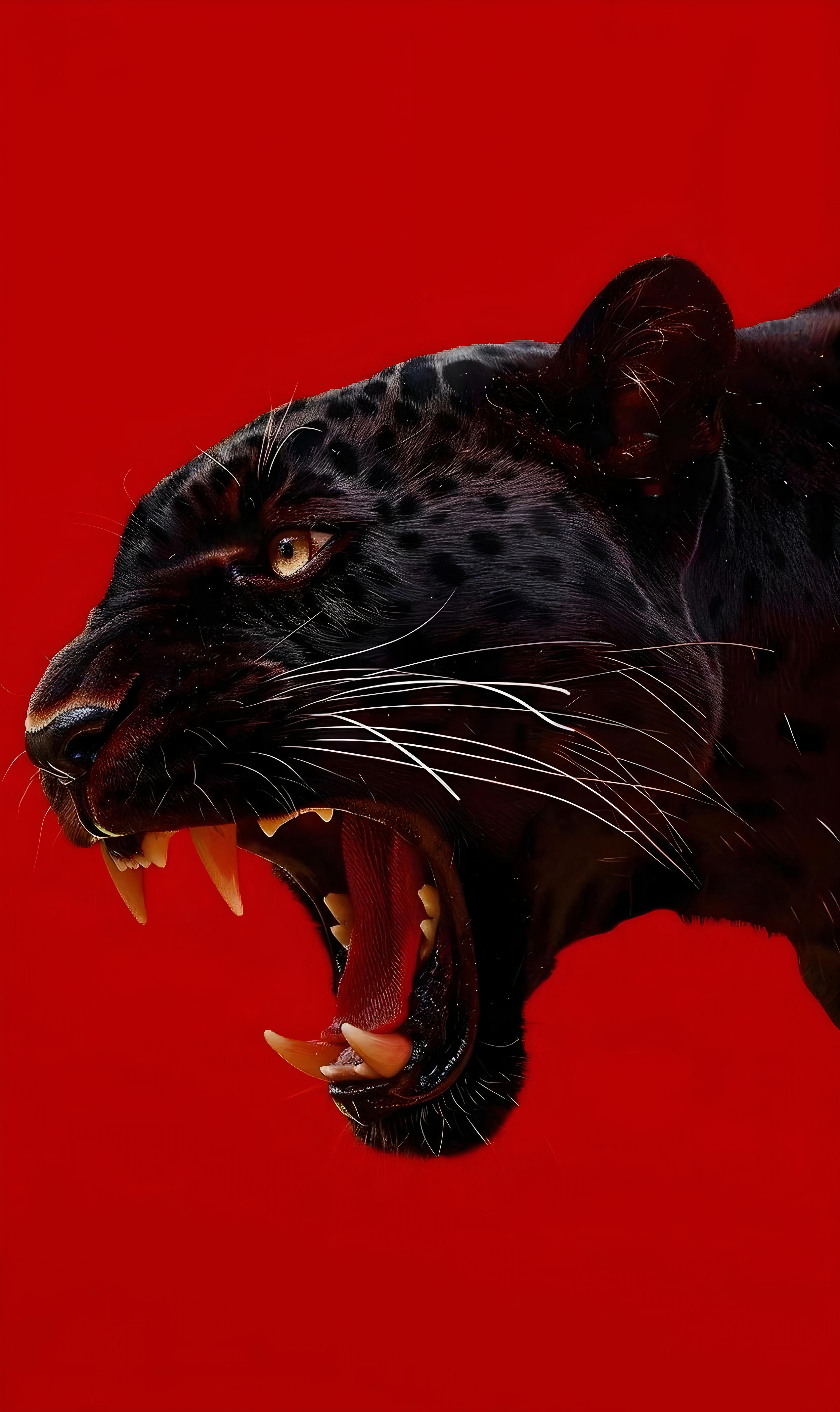 Siyah Panter 