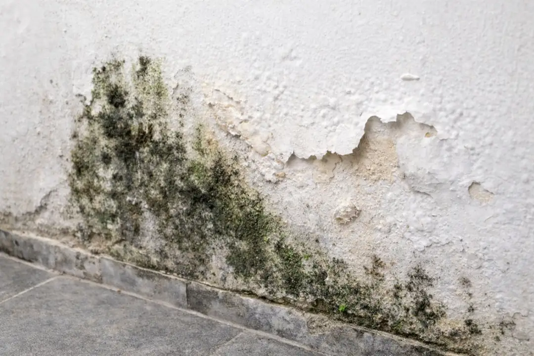 Beton duvarda rutubet kaynaklı küf ve boya kabarması örneği&nbsp;