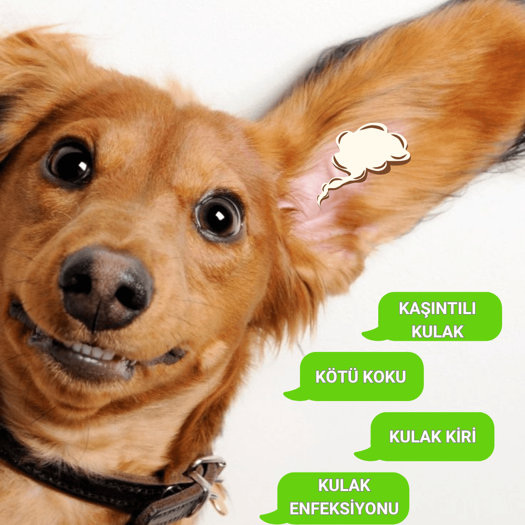 Göz Kulak Mendili | 50 Adet | Giderici Kir Temizleme | Kedi Köpek | Nano Gümüş Içermez